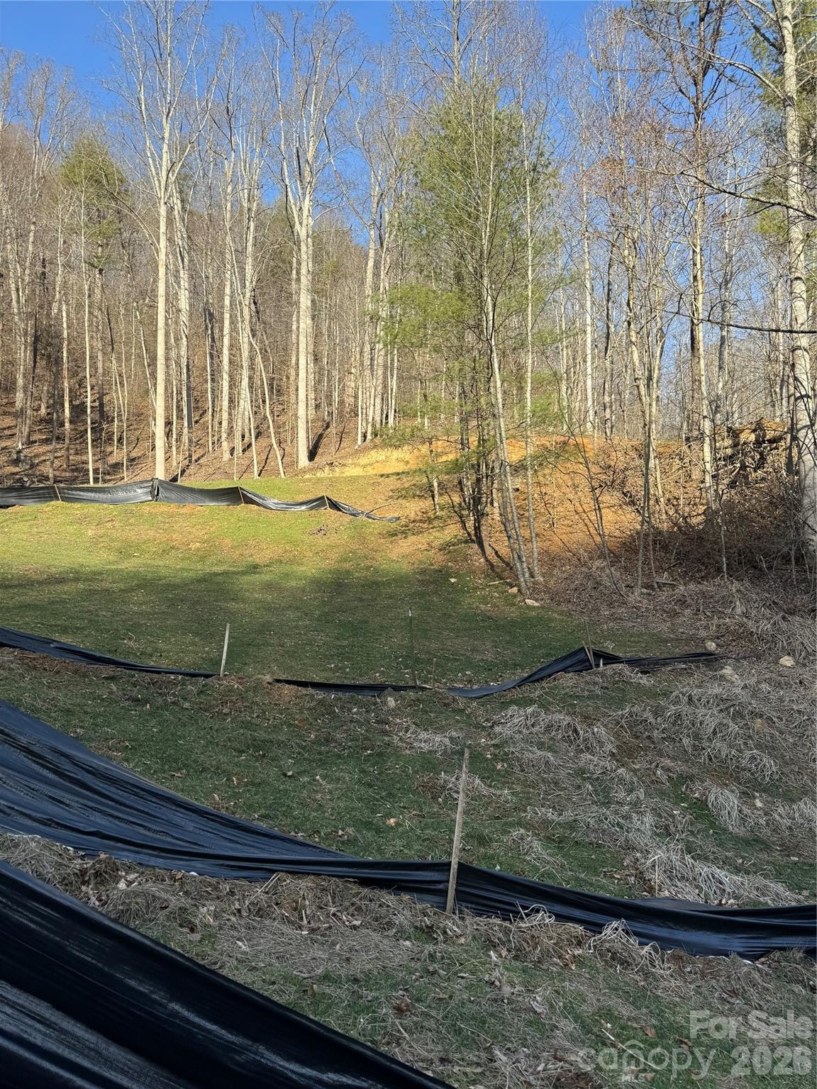 890 Fisher Branch Road Marshall, NC 28753 - Photo 4 of 23 a view of a yard with large trees