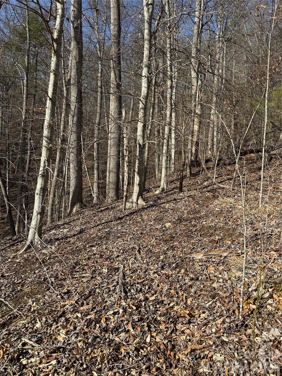 890 Fisher Branch Road Marshall, NC 28753 - Photo 10 of 23 a view of a backyard of the house