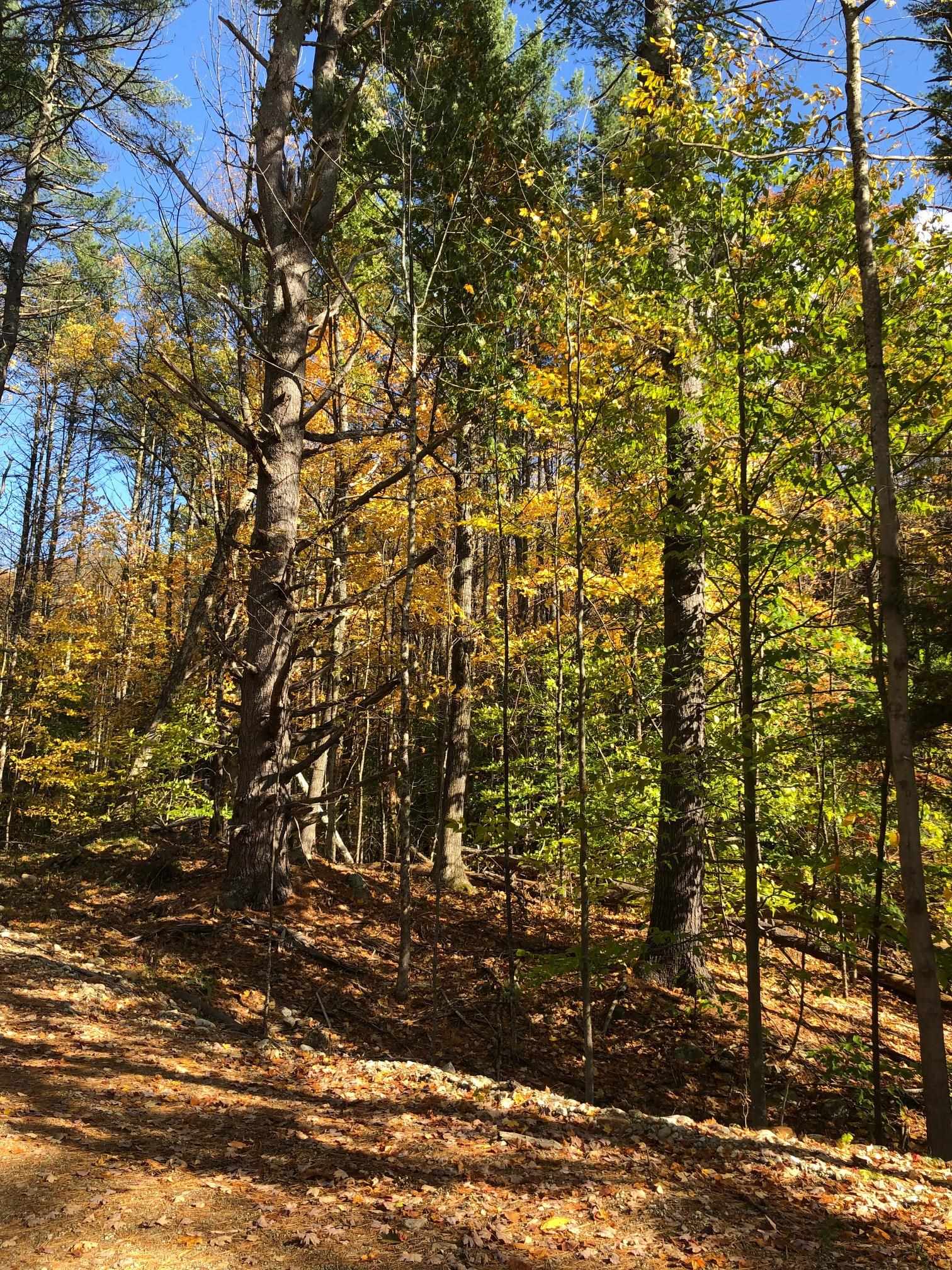 394 Sugar Hill Road Hopkinton, NH 03229 - Photo 11 of 14 Gallery Image 11
