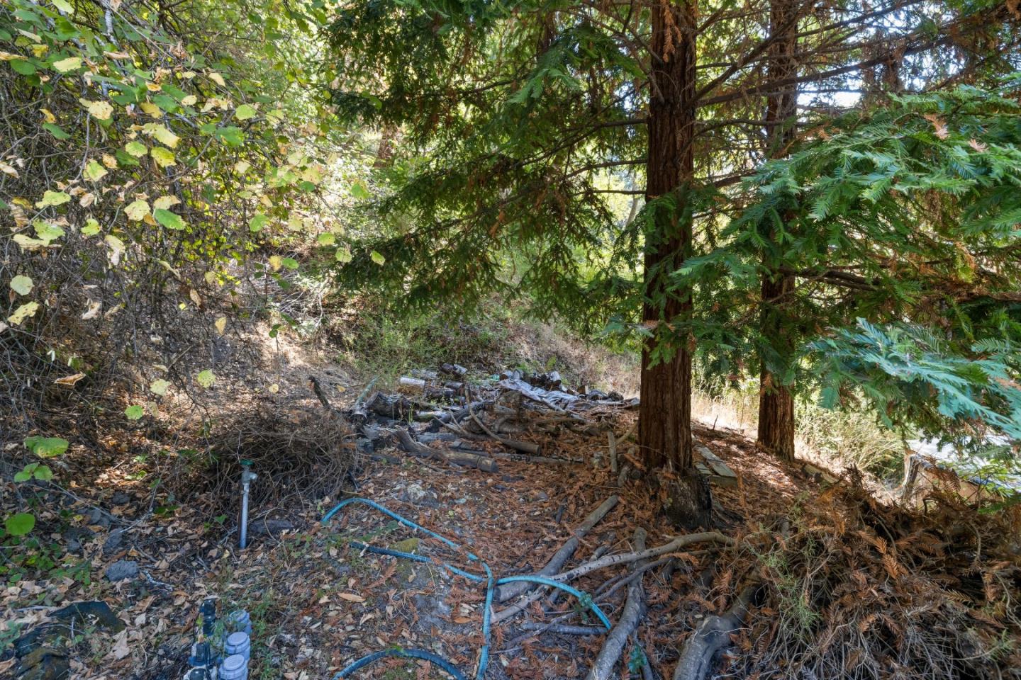 600 Cook Way Ben Lomond, CA 95005 - Photo 47 of 85 a view of a forest filled with trees