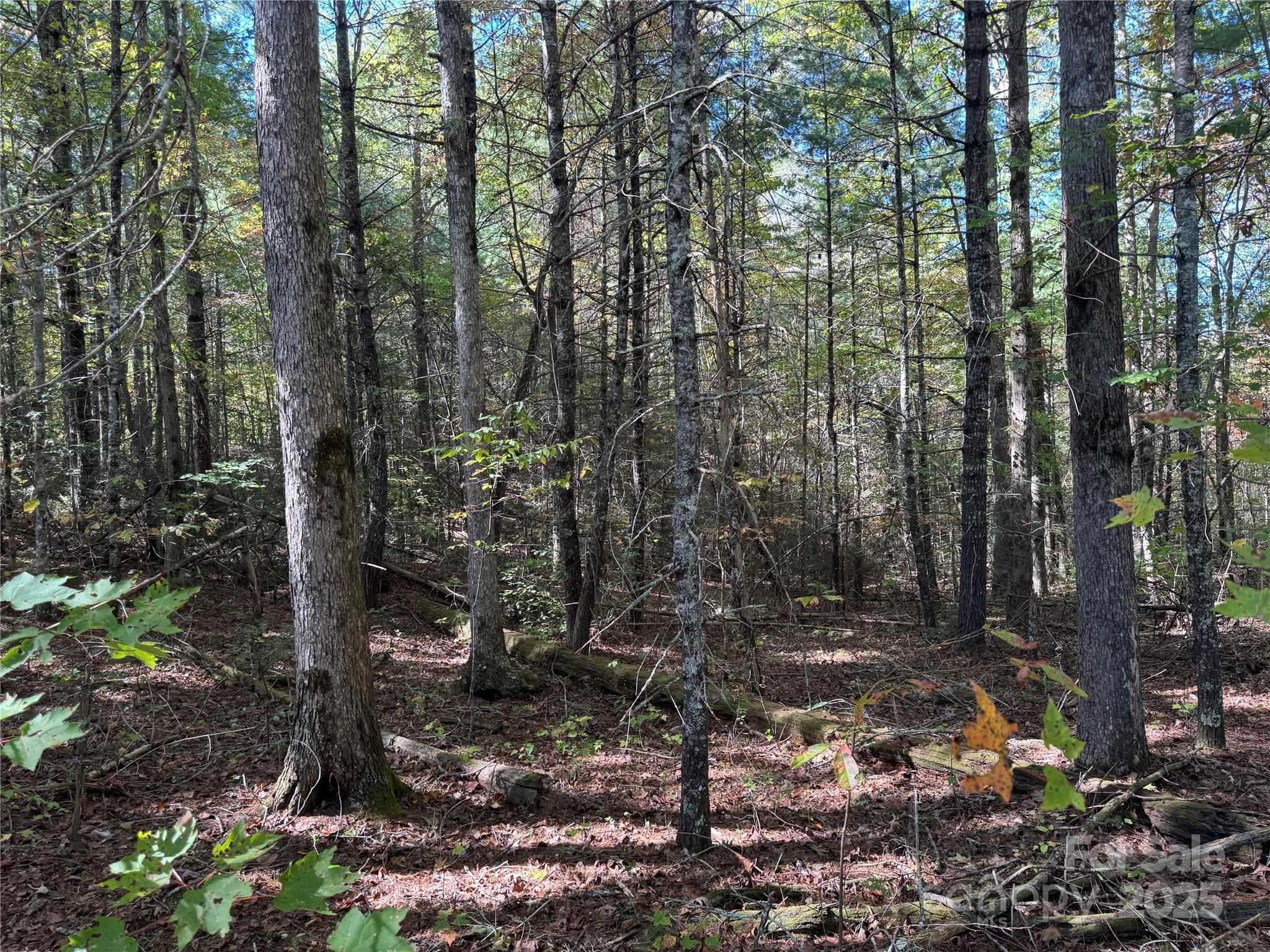 0 River Hill Road Murphy, NC 28906 - Photo 11 of 35 a view of forest