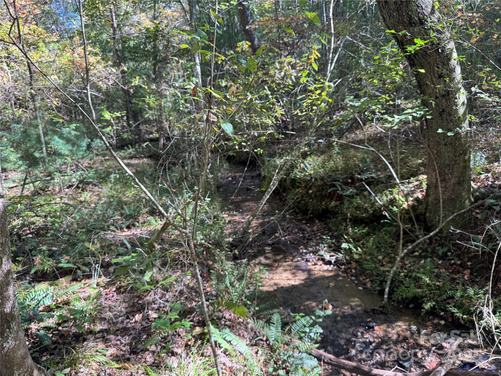 0 River Hill Road Murphy, NC 28906 - Photo 16 of 35 a view of a forest with a tree