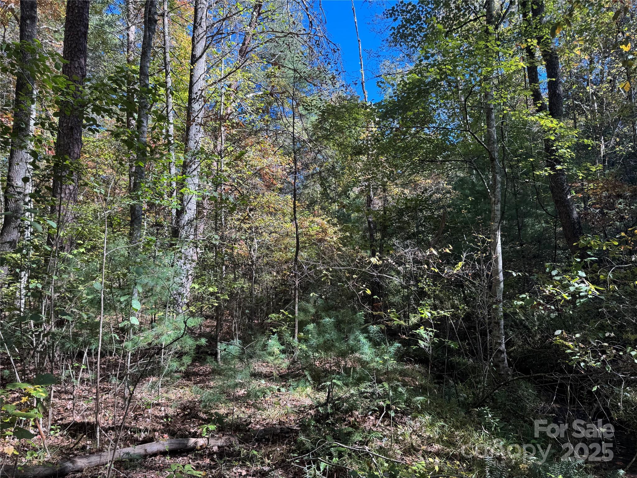 0 River Hill Road Murphy, NC 28906 - Photo 18 of 35 a view of a forest with a tree