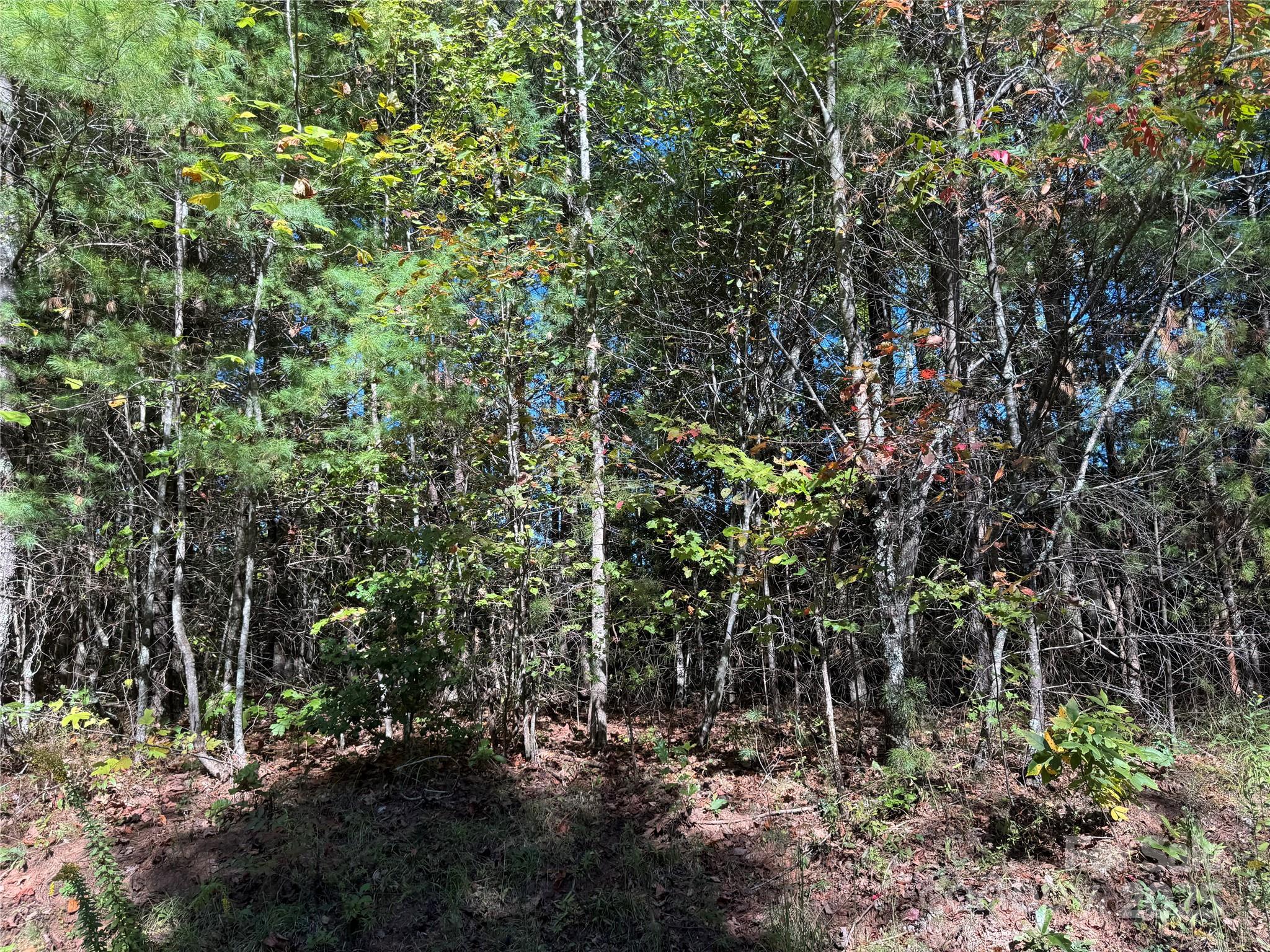 0 River Hill Road Murphy, NC 28906 - Photo 4 of 35 a view of tree
