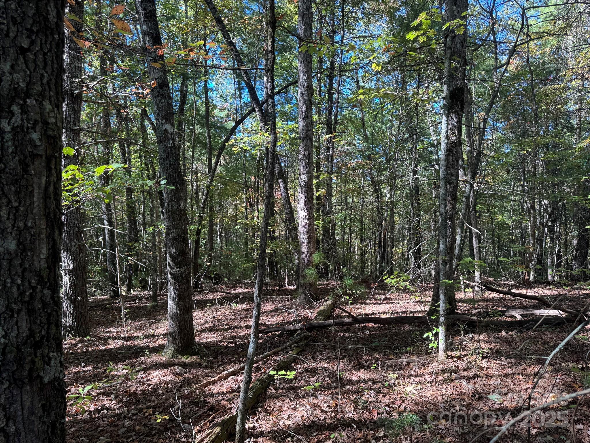 0 River Hill Road Murphy, NC 28906 - Photo 10 of 35 a view of a forest filled with trees