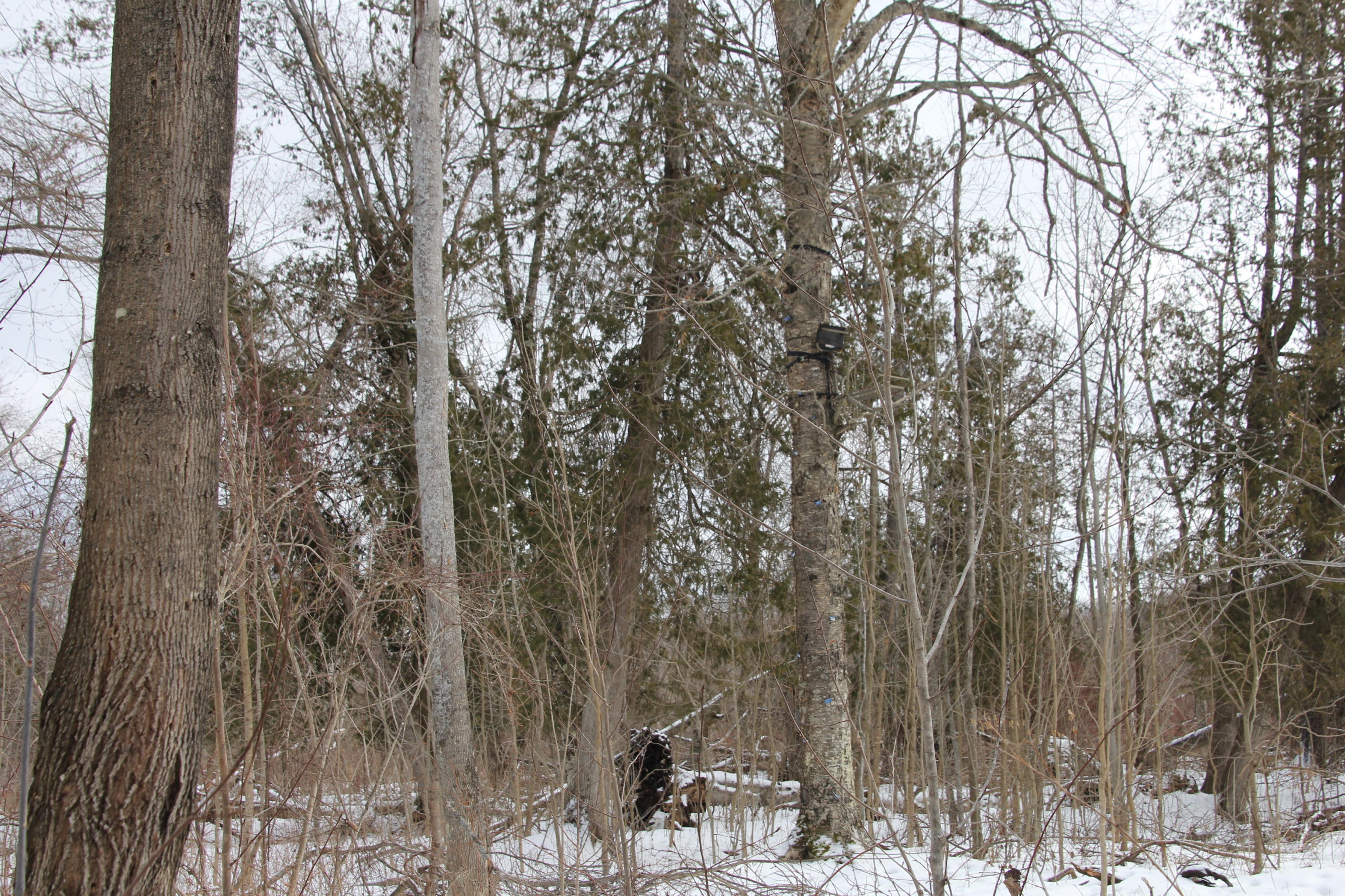 40-acres Tolan Road Spruce, MI 48762 - Photo 86 of 95 Gallery Image 86