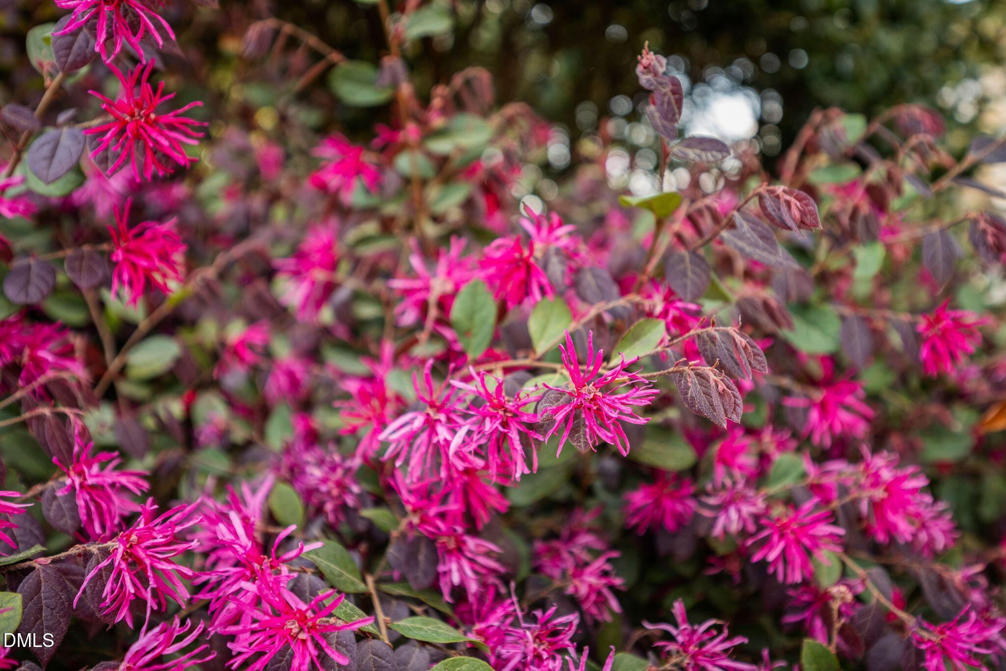 202 Lantern Ridge Lane Cary, NC 27519 - Photo 80 of 98 10_DSC_1674