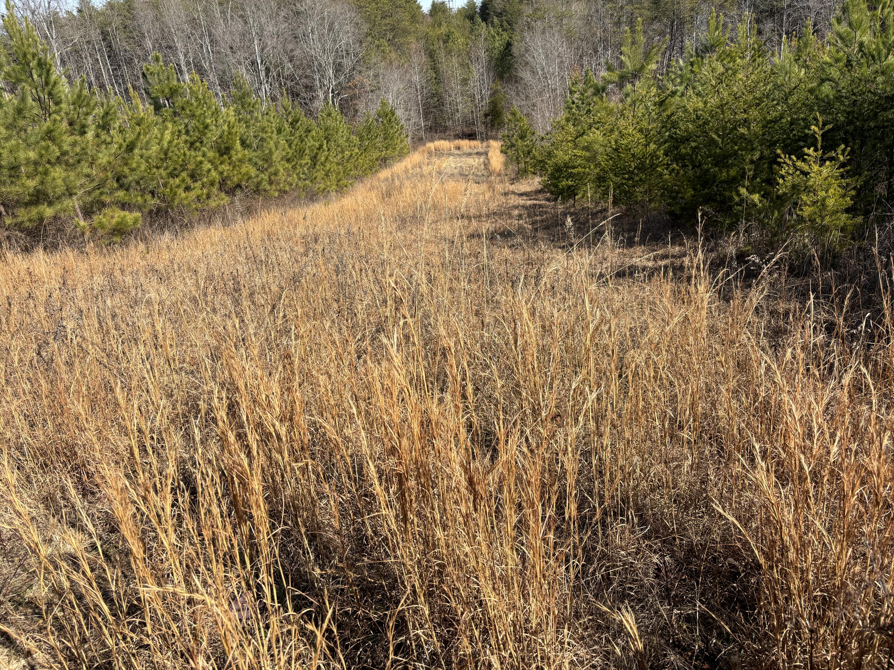 0 Vaughn Mill Road Evensville, TN 37332 - Photo 21 of 26 Photo Jan 29 2025, 12 34 08 PM