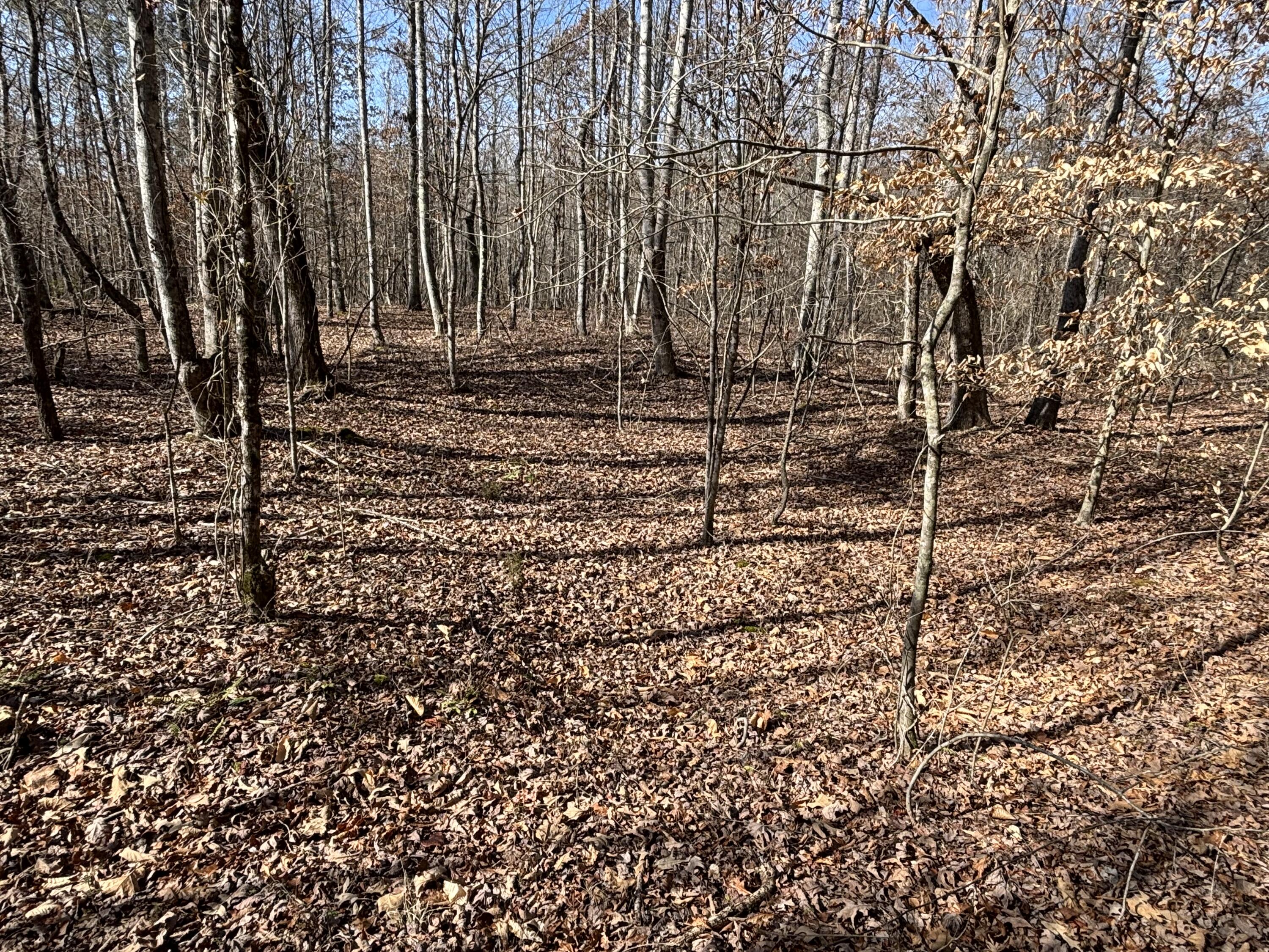 0 Vaughn Mill Road Evensville, TN 37332 - Photo 6 of 26 Photo Jan 29 2025, 12 23 29 PM