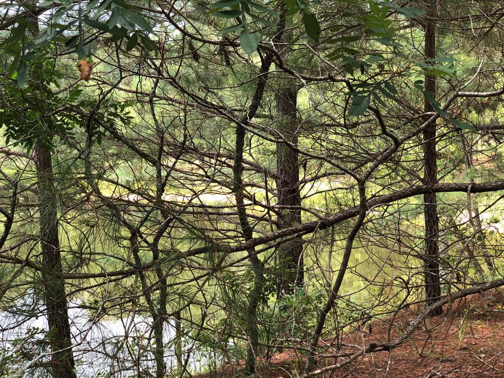 201 Kipling Road Aiken, SC 29805 - Photo 26 of 68