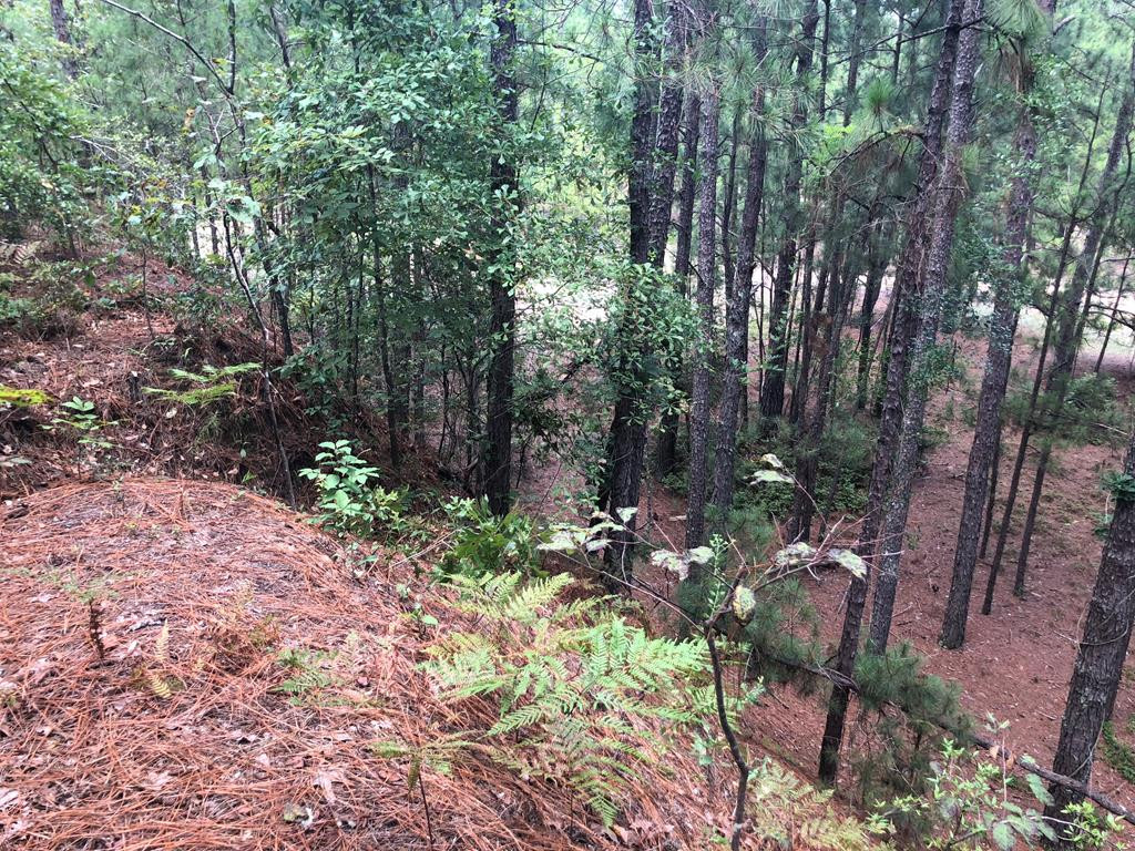 201 Kipling Road Aiken, SC 29805 - Photo 45 of 68