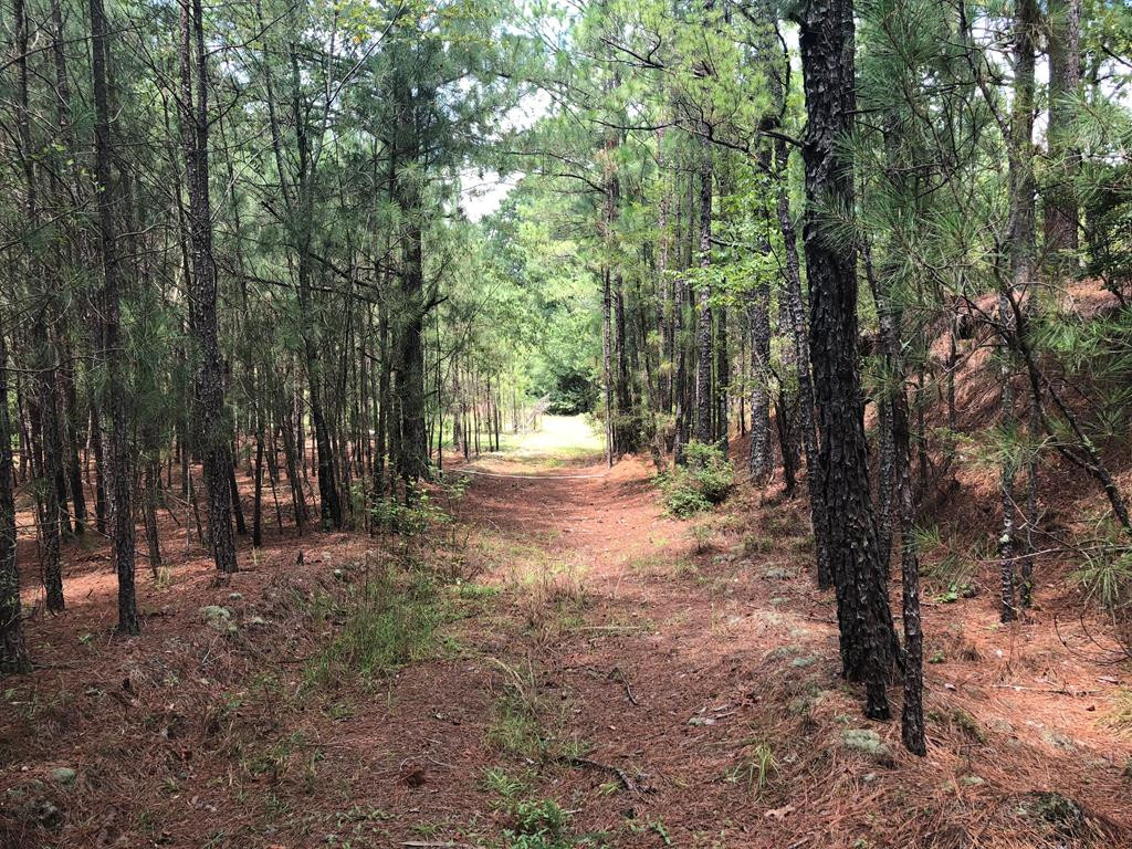 201 Kipling Road Aiken, SC 29805 - Photo 6 of 68