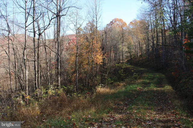 a view of a tree with a tree