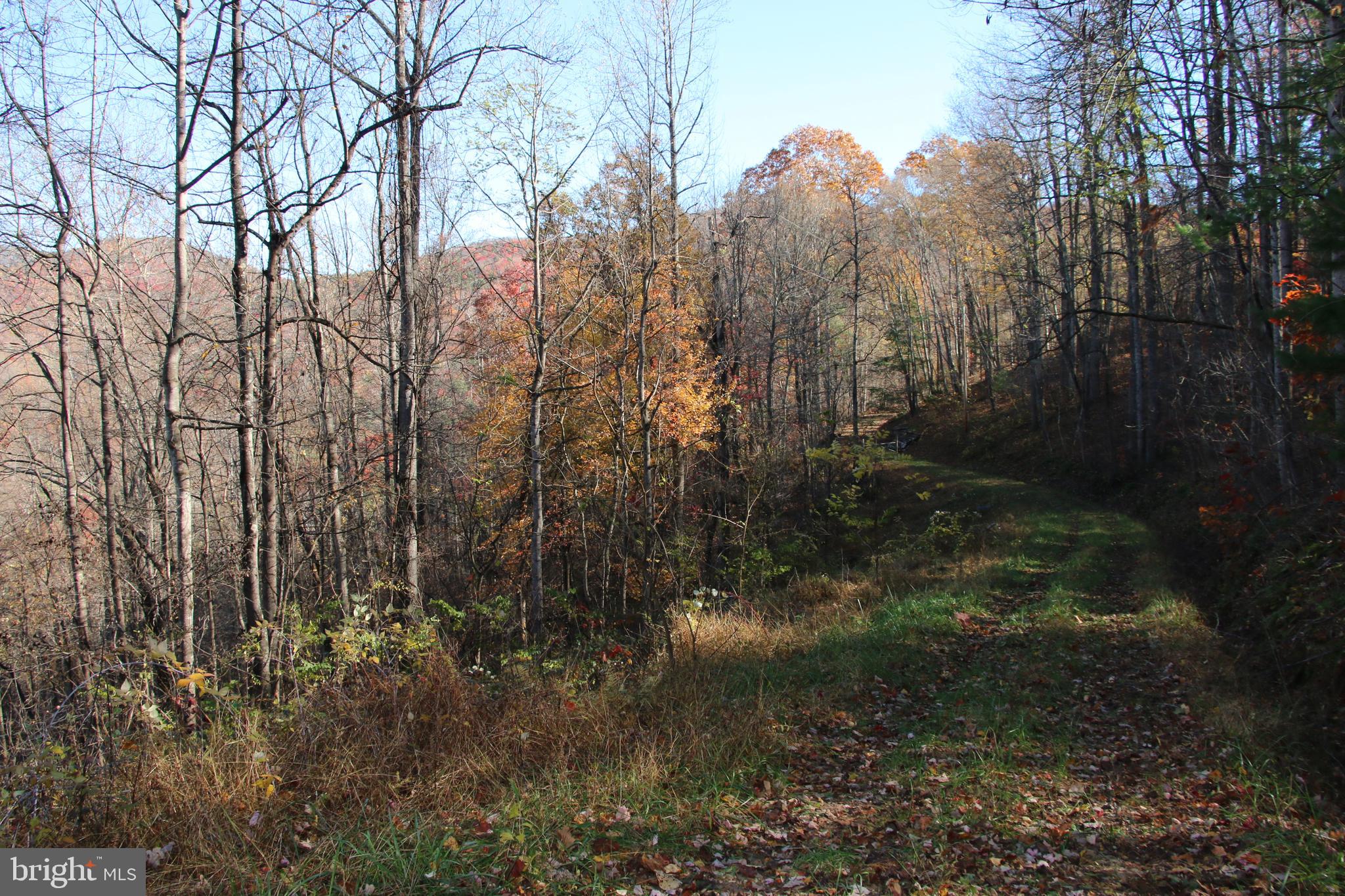 Overlook Mountain Road Elkton, VA 22827 - Photo 15 of 23 a view of a forest
