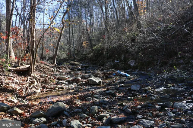 a view of lots of trees
