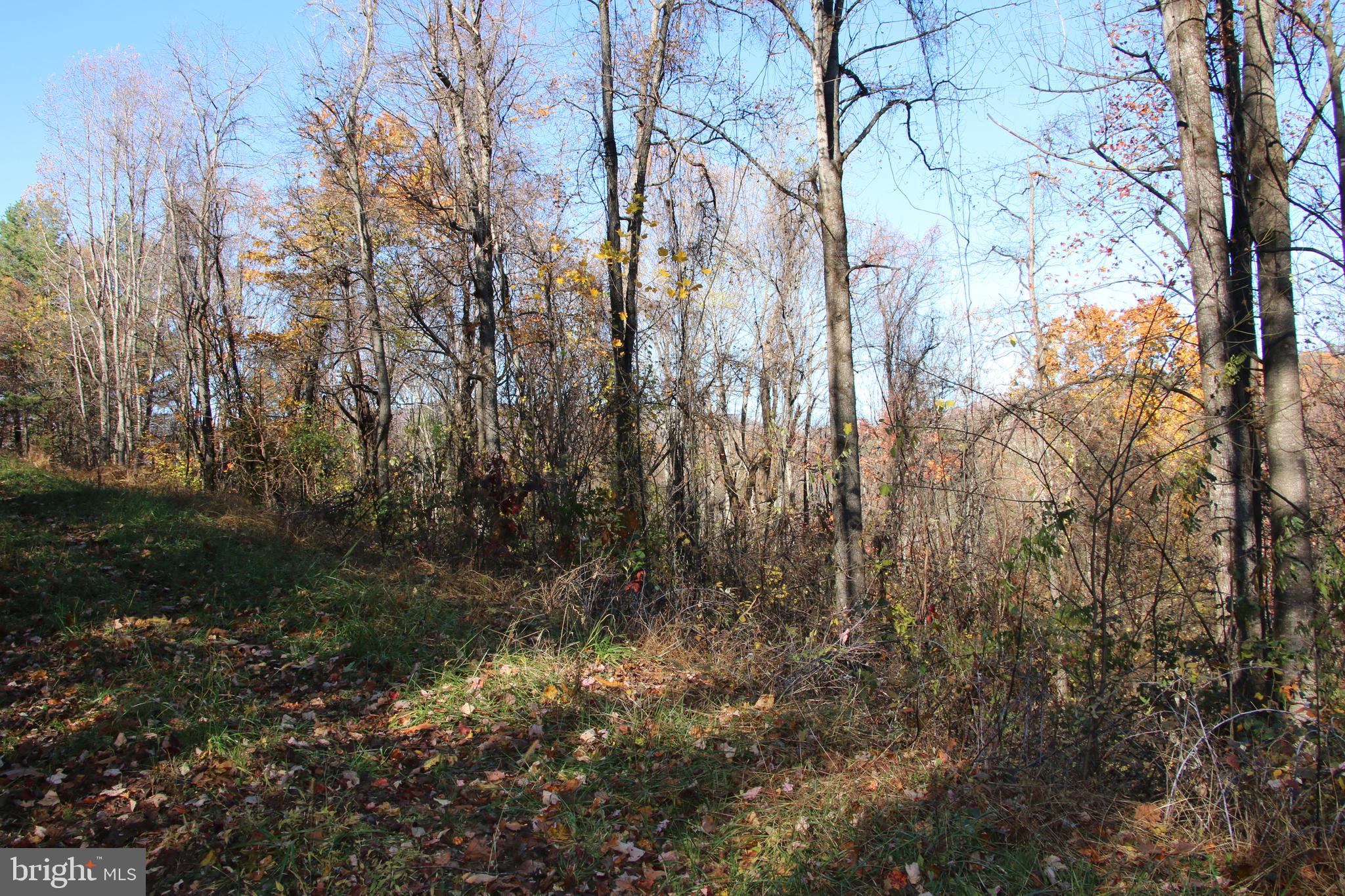 Overlook Mountain Road Elkton, VA 22827 - Photo 17 of 23 a view of lots of trees