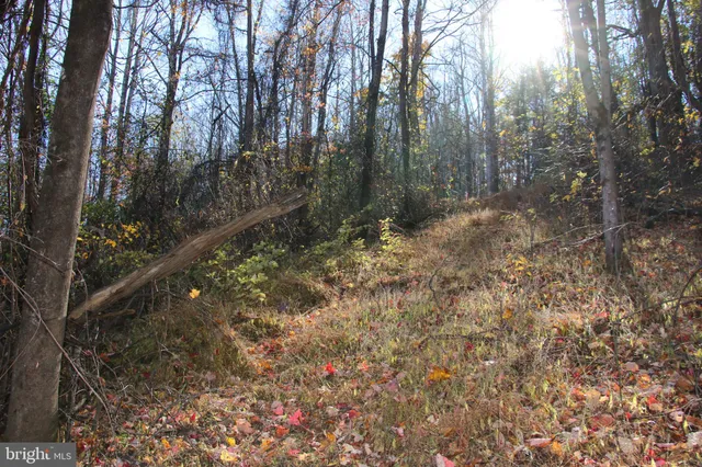 a view of a forest with trees in the background
