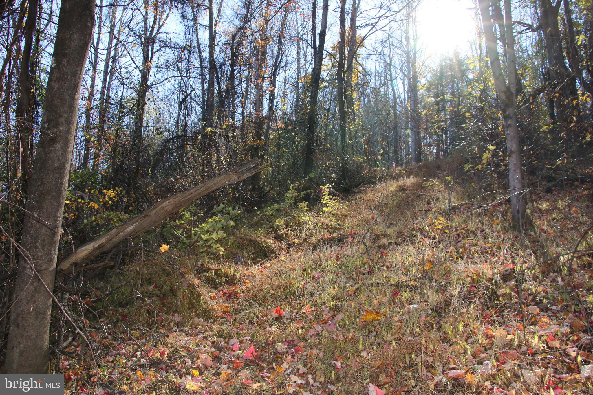 Overlook Mountain Road Elkton, VA 22827 - Photo 3 of 23 a view of a forest with trees in the background