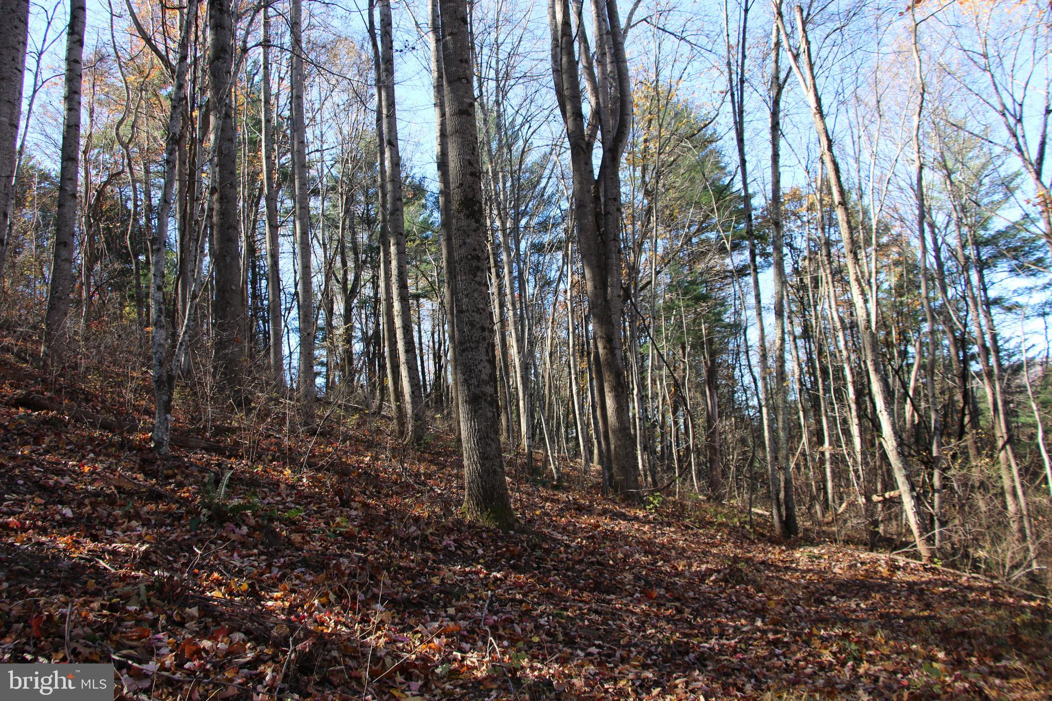 Overlook Mountain Road Elkton, VA 22827 - Photo 7 of 23 a view of backyard with green space