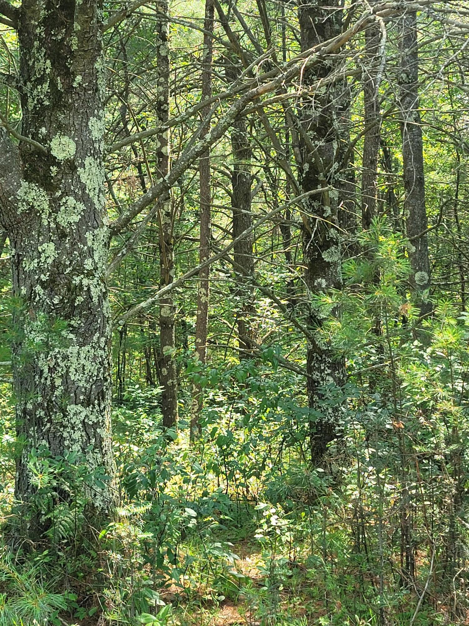 Off Blue Lake Road Minocqua, WI 54548 - Photo 3 of 10 Gallery Image 3