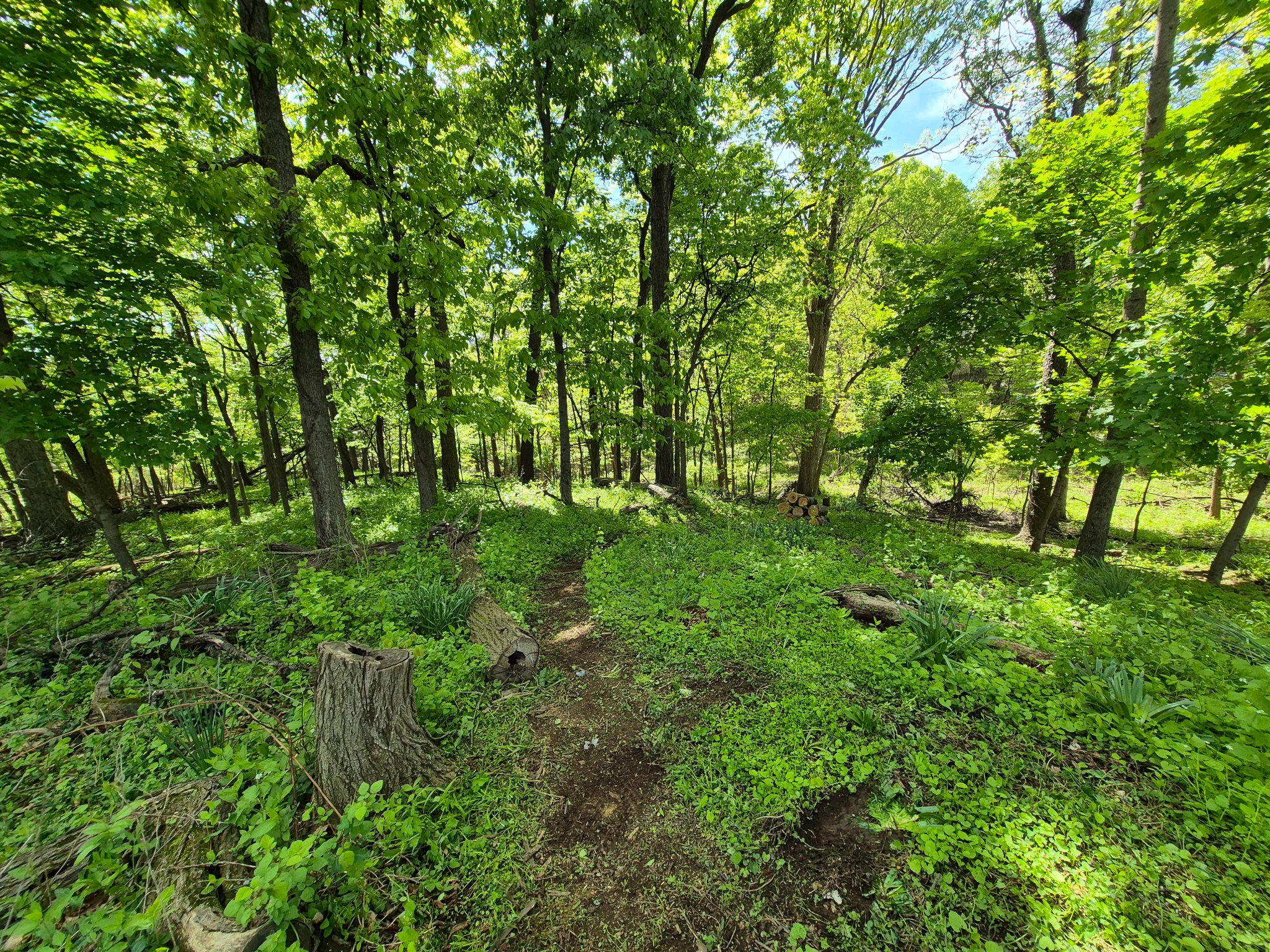 1406 Princeton Road Mechanicsburg, PA 17050 - Photo 11 of 53 a view of yard with green space