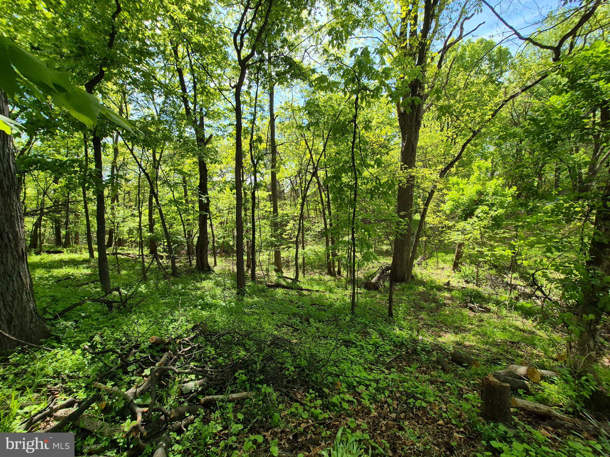 1406 Princeton Road Mechanicsburg, PA 17050 - Photo 50 of 53 Lush green woodland sanctuary.