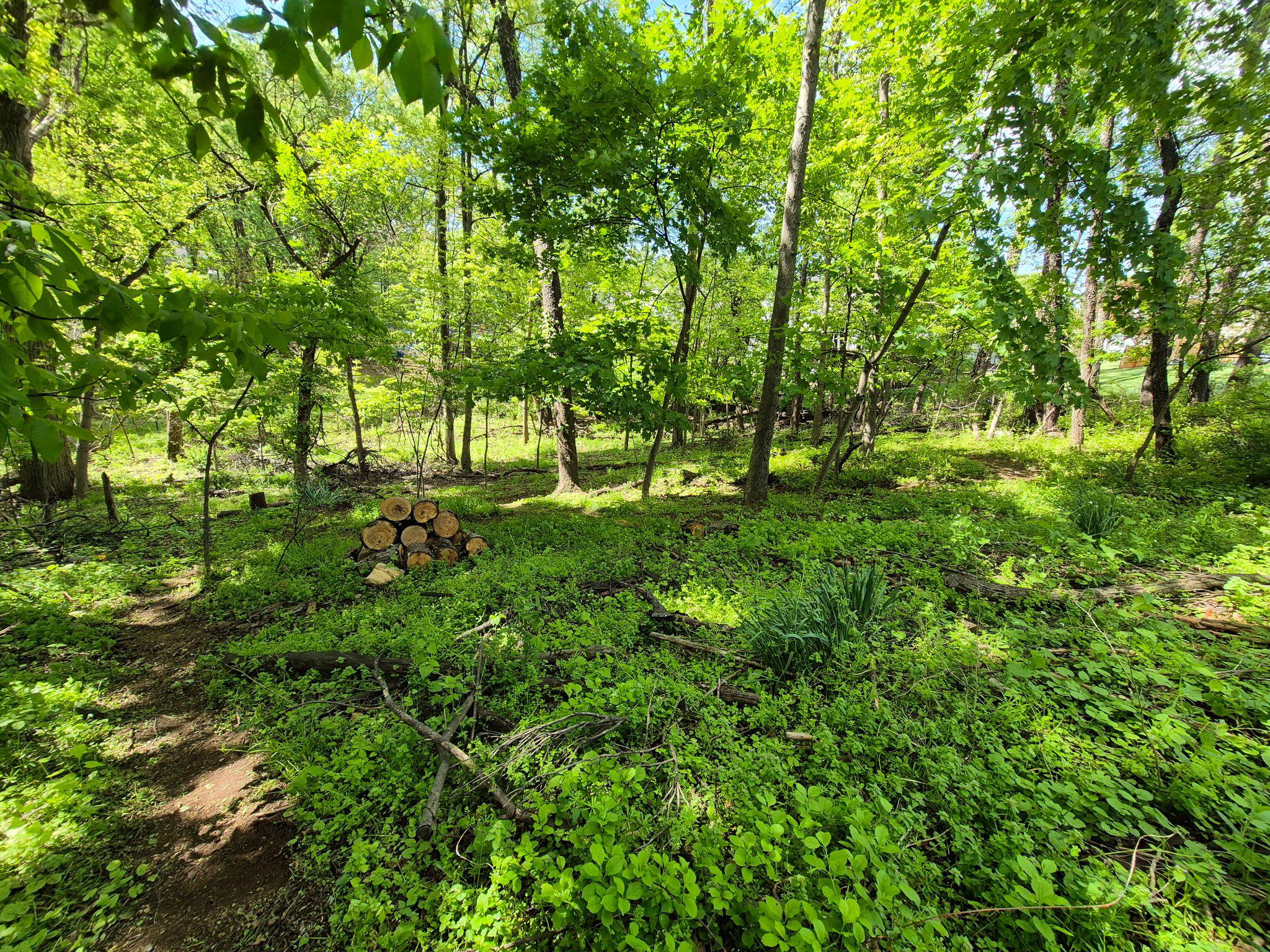 1406 Princeton Road Mechanicsburg, PA 17050 - Photo 10 of 53 a big yard with lots of green space and deers