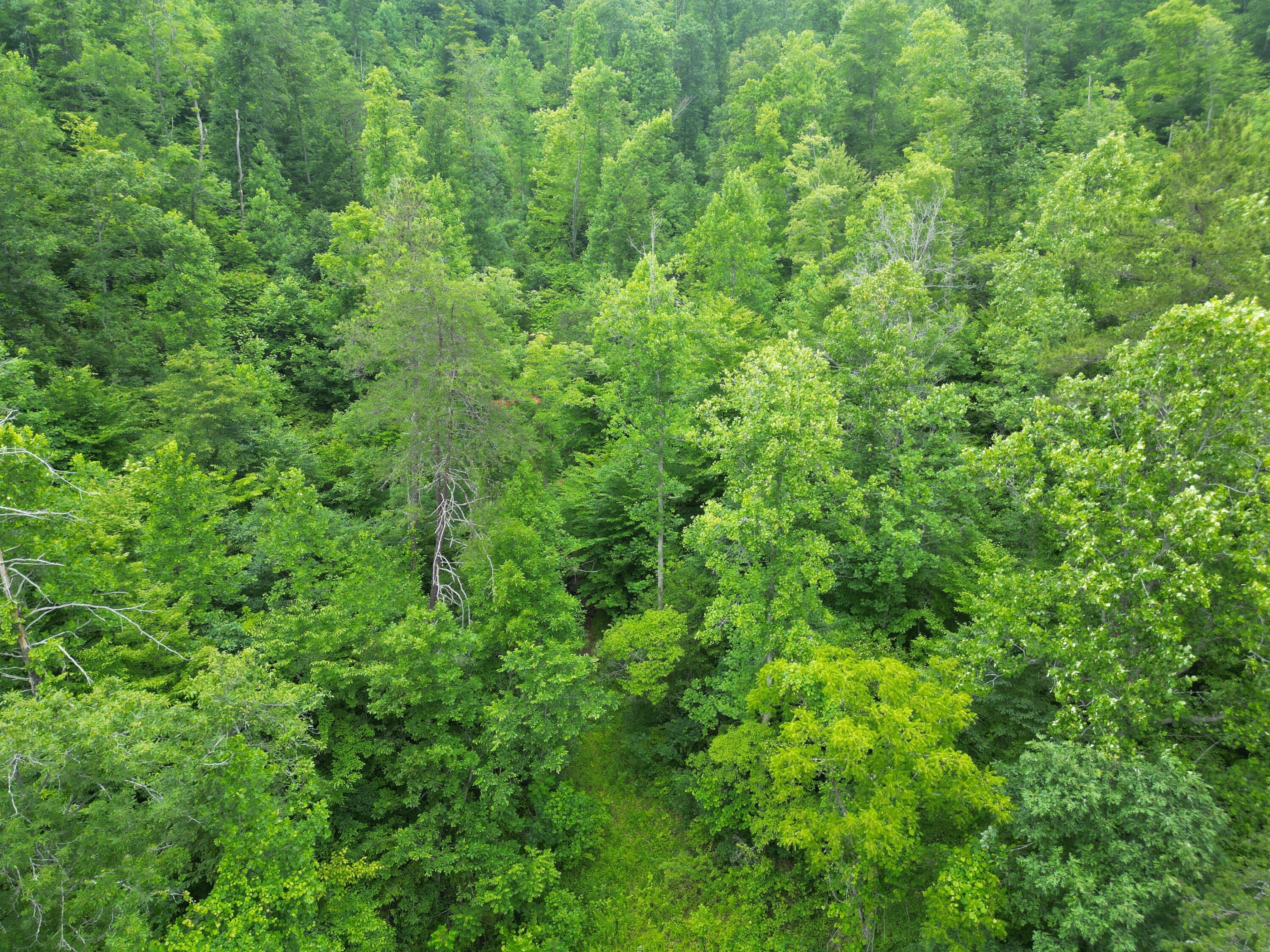 9911 Big Wildcat Road Manchester, KY 40962 - Photo 10 of 13 DJI_0143