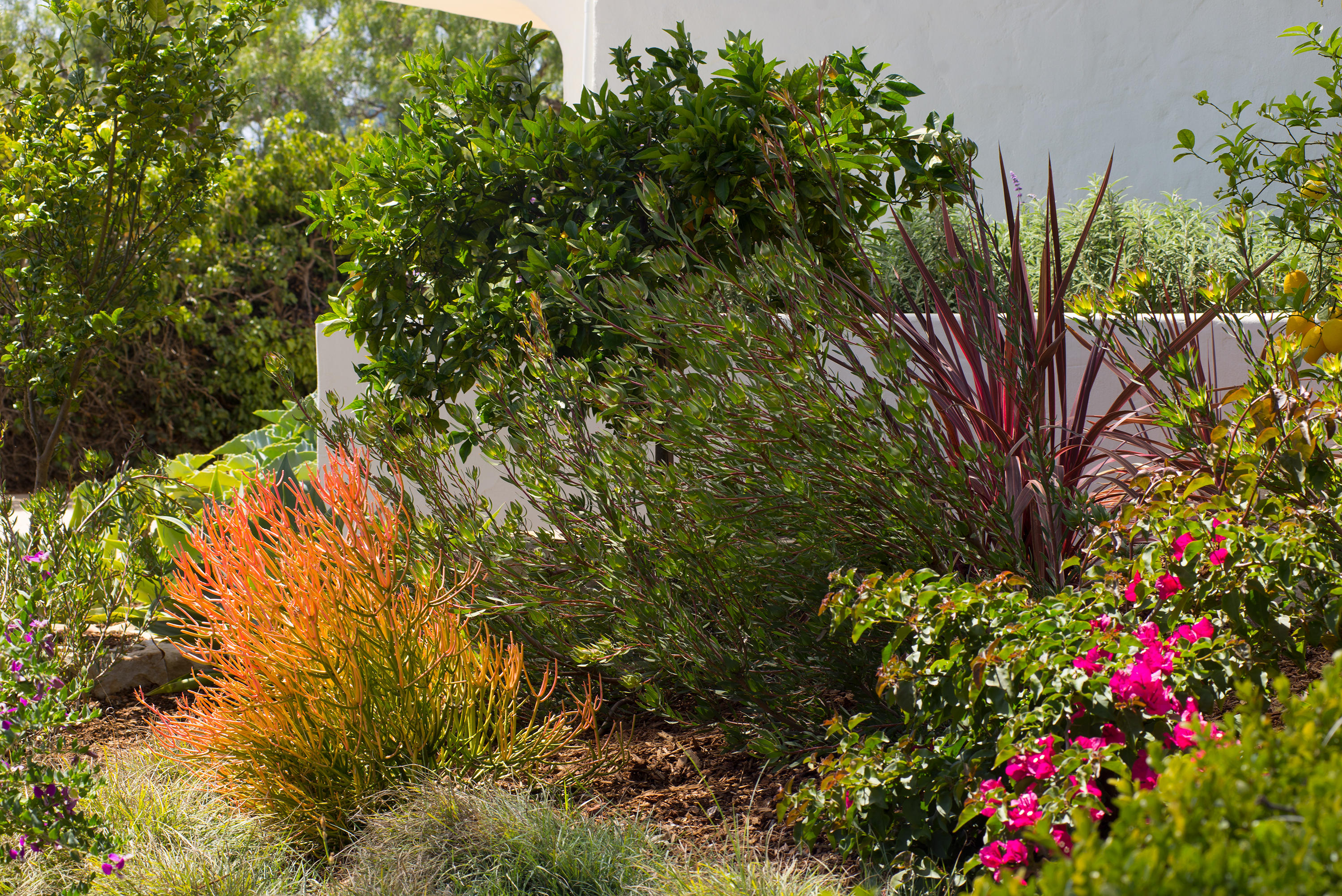 817 Moreno Road Santa Barbara, CA 93103 - Photo 38 of 38 Beautiful Gardens