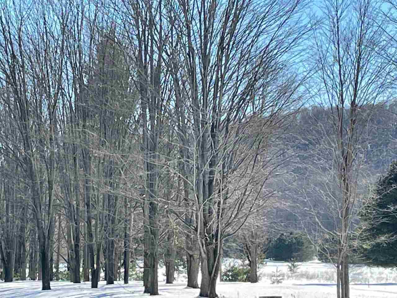 12733 Springdale Road Thompsonville, MI 49683 - Photo 4 of 9 1884500-3.JPG