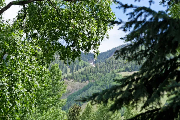 a view of a tree in a garden