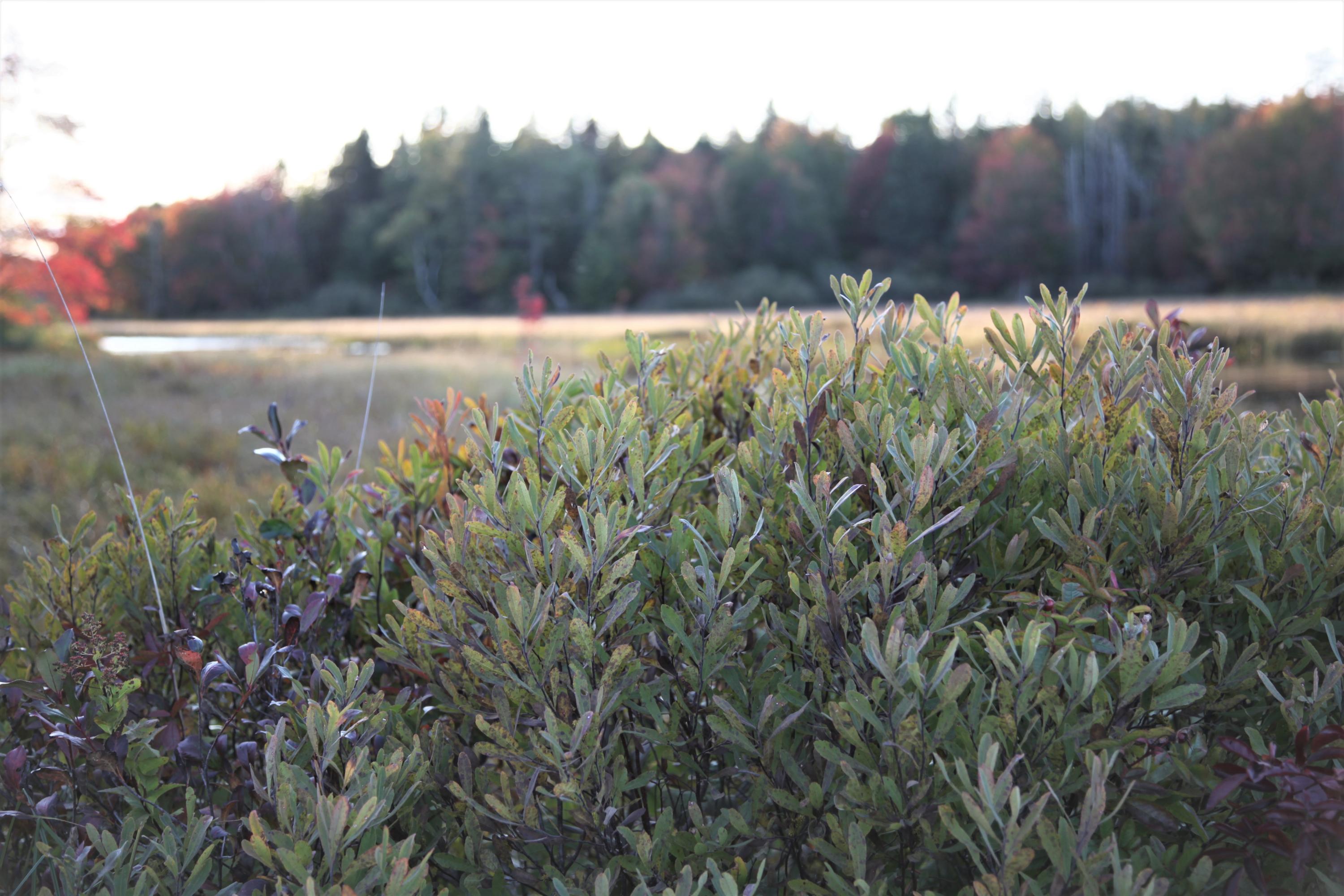 190 Orange Lake Road Whiting, ME 04691 - Photo 35 of 72 IMG_0692