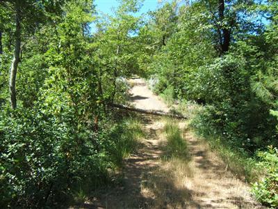 7962 Upper Applegate Road Jacksonville, OR 97530 - Photo 10 of 10 Upper portion of old road, leads to BLM