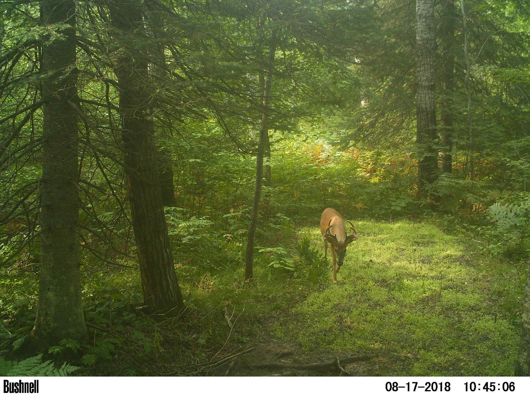Xxx Helstrom Road Hibbing, MN 55746 - Photo 6 of 28 Gallery Image 6