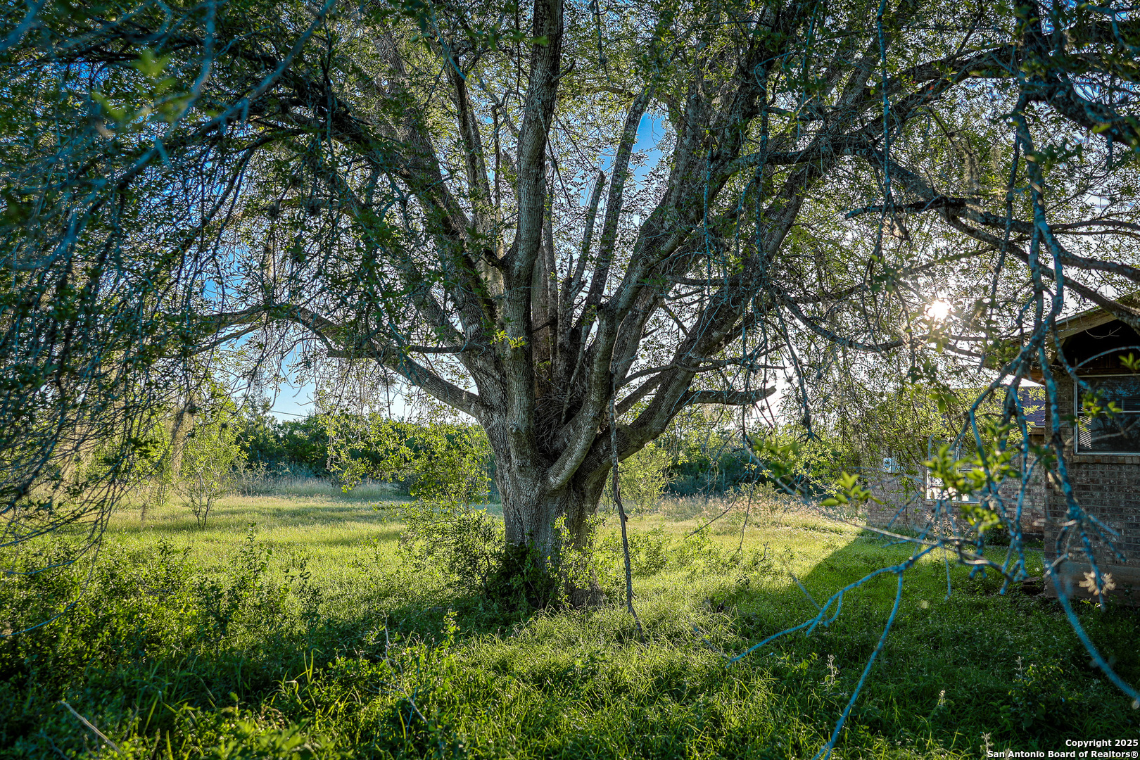 0 County Line Road, Unit 120 Beeville, TX 78102 - Photo 22 of 44 a view of a garden with a tree