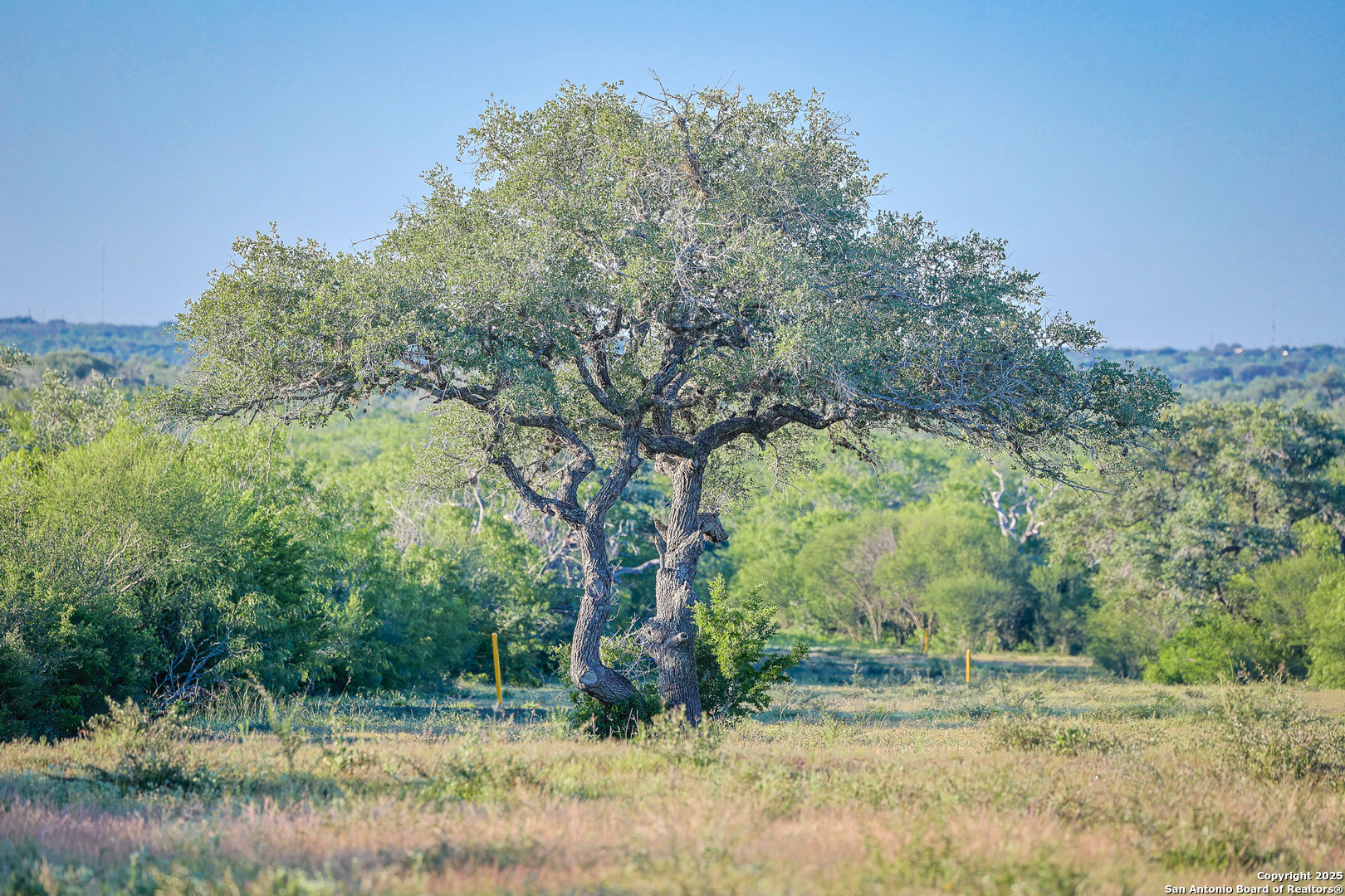 0 County Line Road, Unit 120 Beeville, TX 78102 - Photo 29 of 44 a view of a yard with a tree