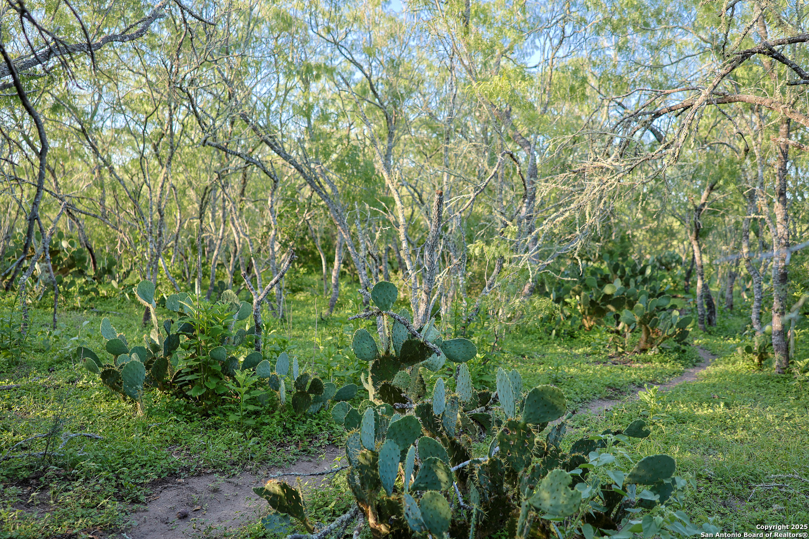 0 County Line Road, Unit 120 Beeville, TX 78102 - Photo 30 of 44 a view of a yard with plants and large trees