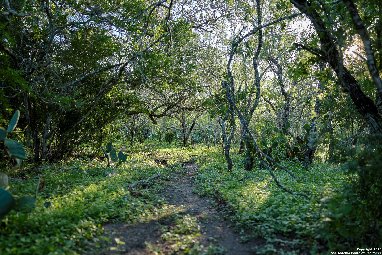 0 County Line Road, Unit 120 Beeville, TX 78102 - Photo 31 of 44 a view of a lush green forest
