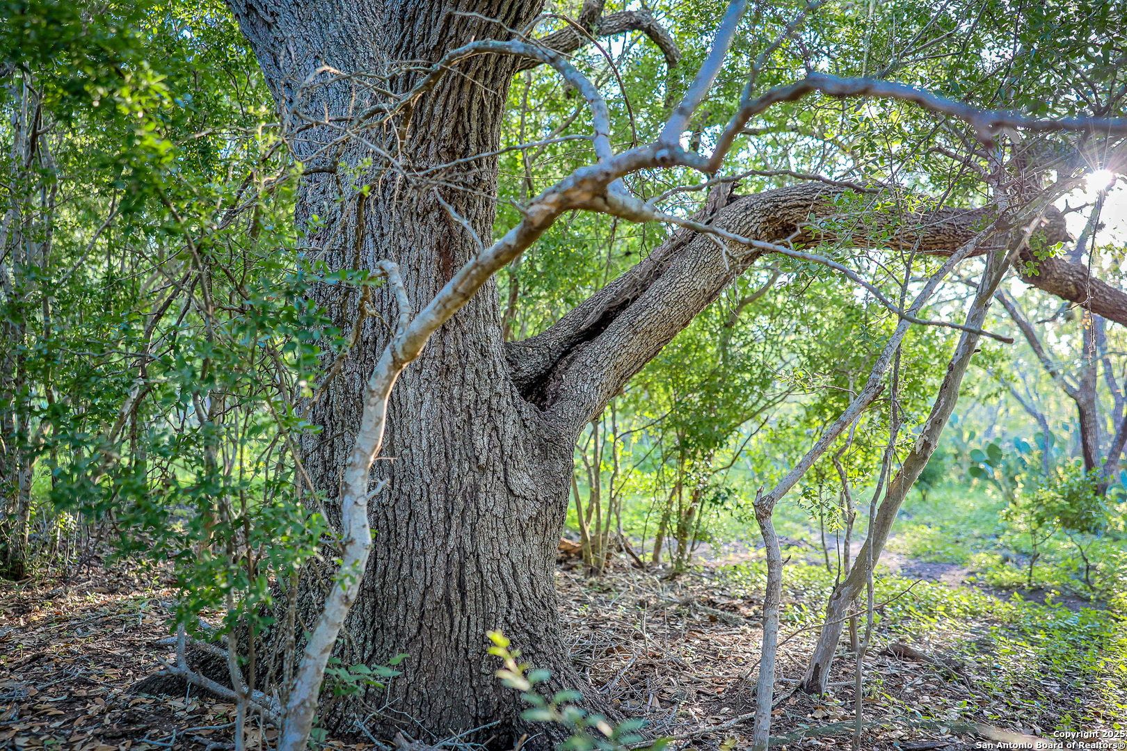 0 County Line Road, Unit 120 Beeville, TX 78102 - Photo 32 of 44 a picture of trees