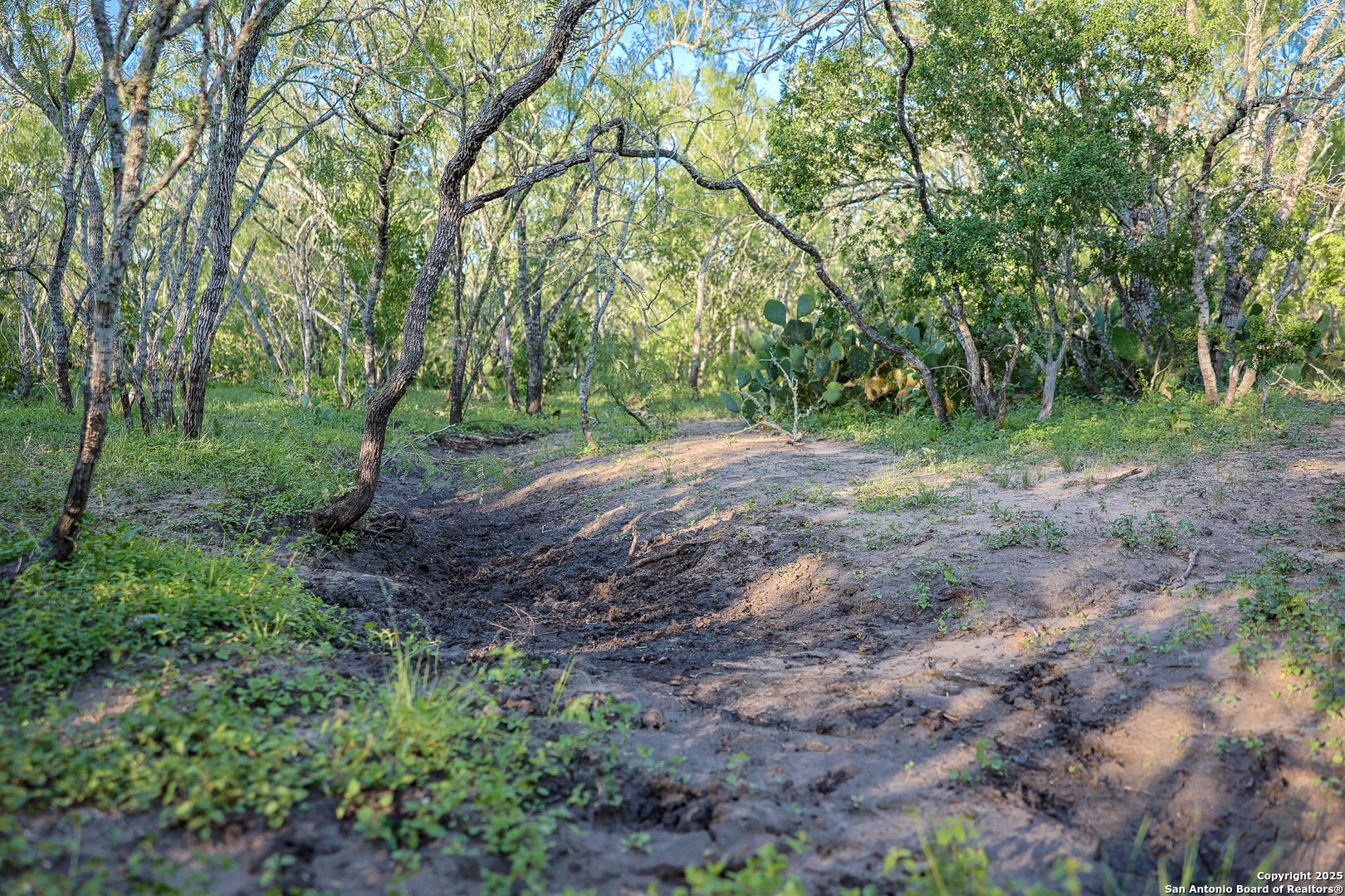 0 County Line Road, Unit 120 Beeville, TX 78102 - Photo 33 of 44 a big yard with lots of green space and deers