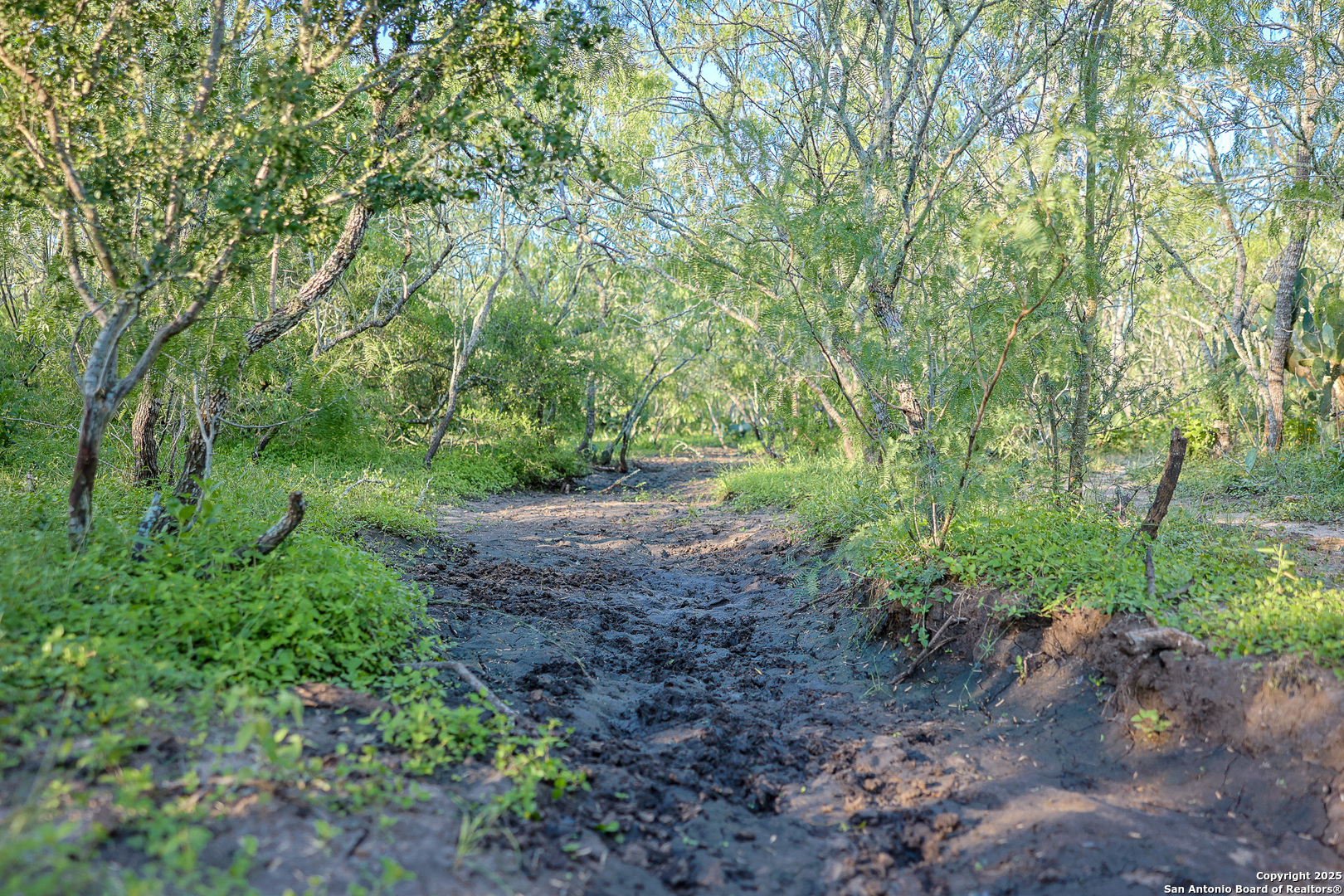 0 County Line Road, Unit 120 Beeville, TX 78102 - Photo 34 of 44 a big yard with lots of green space and deers