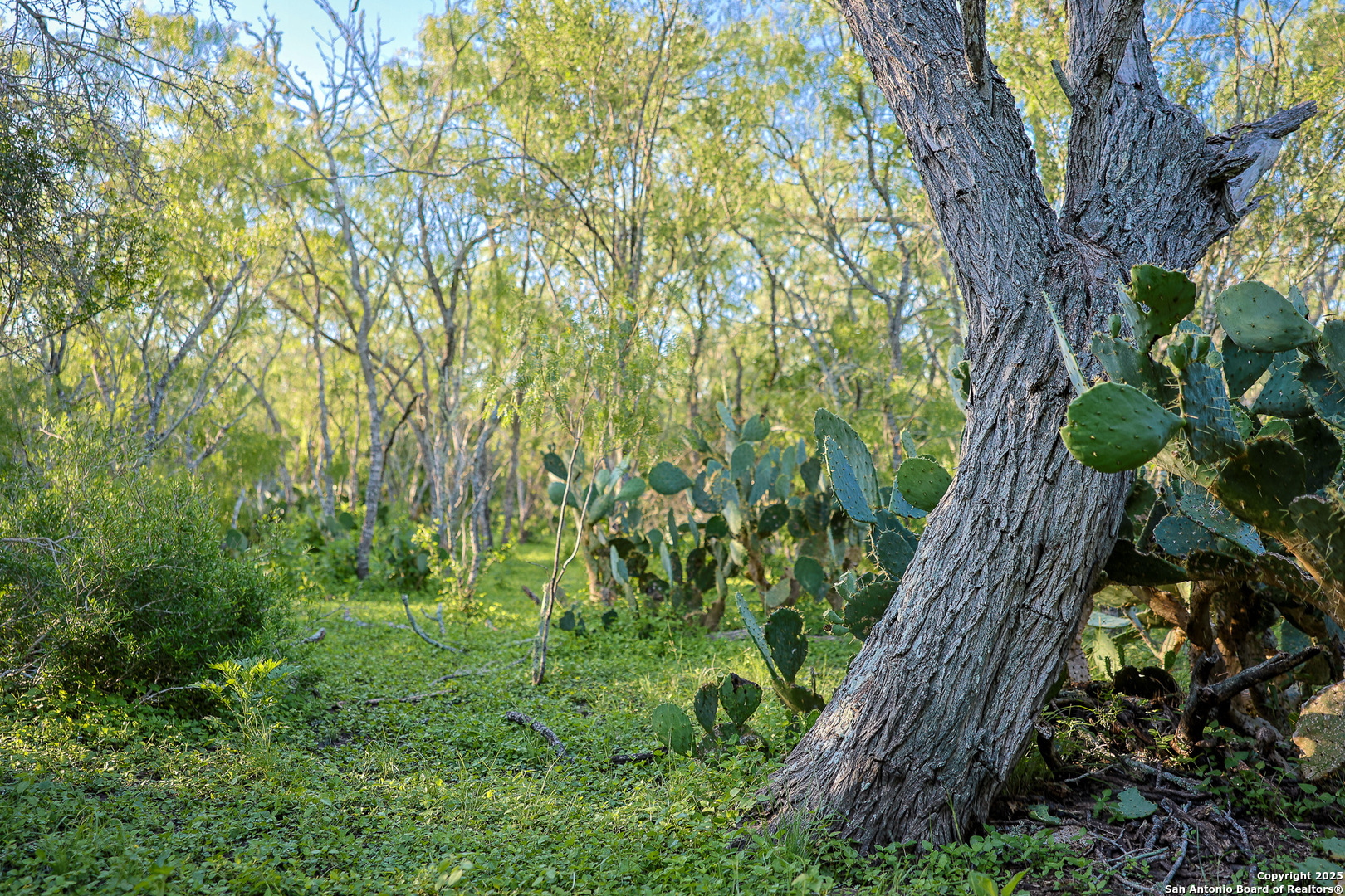 0 County Line Road, Unit 120 Beeville, TX 78102 - Photo 37 of 44 a plant that is in middle of garden