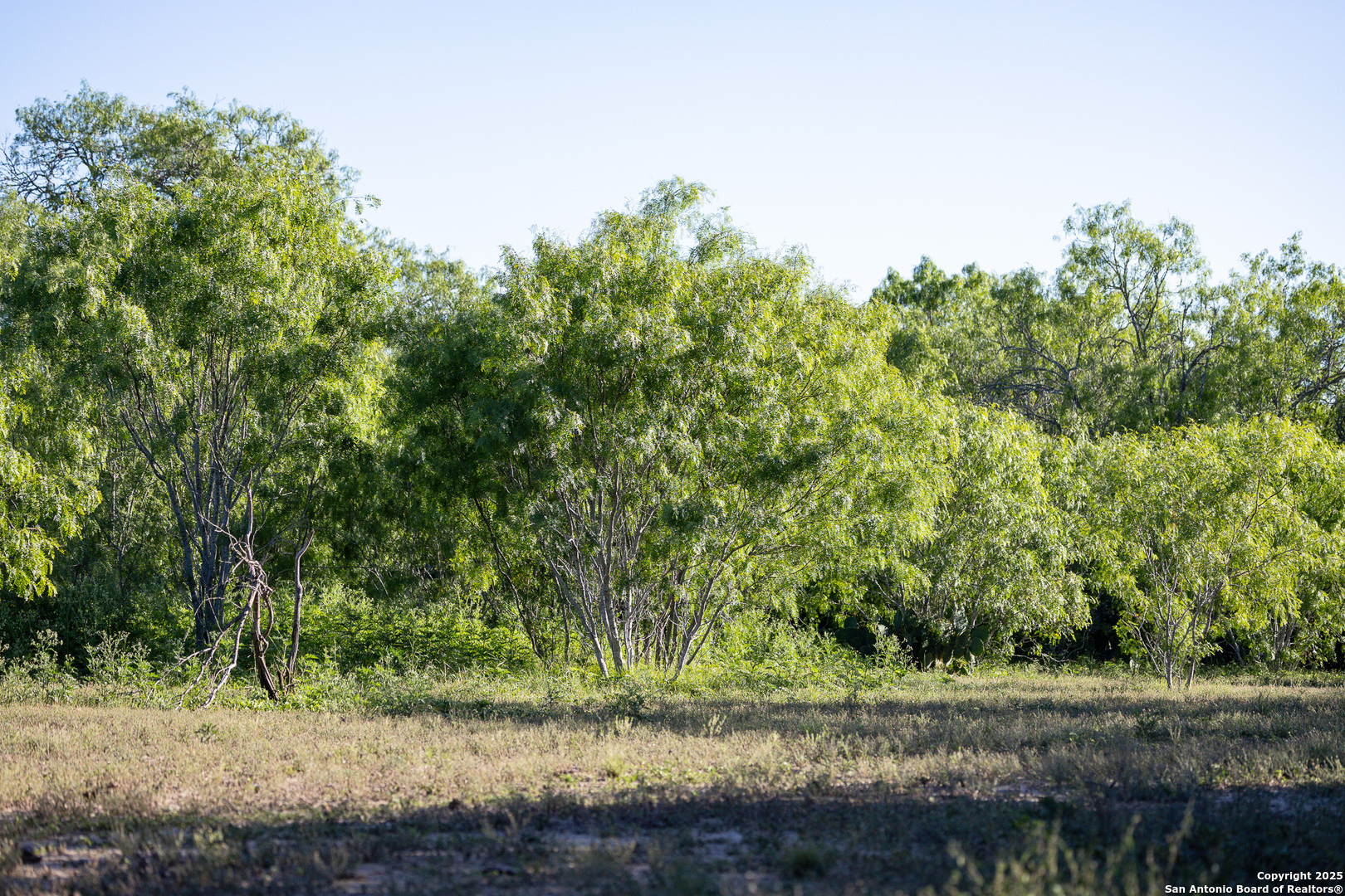 0 County Line Road, Unit 120 Beeville, TX 78102 - Photo 39 of 44 a view of a yard with large trees