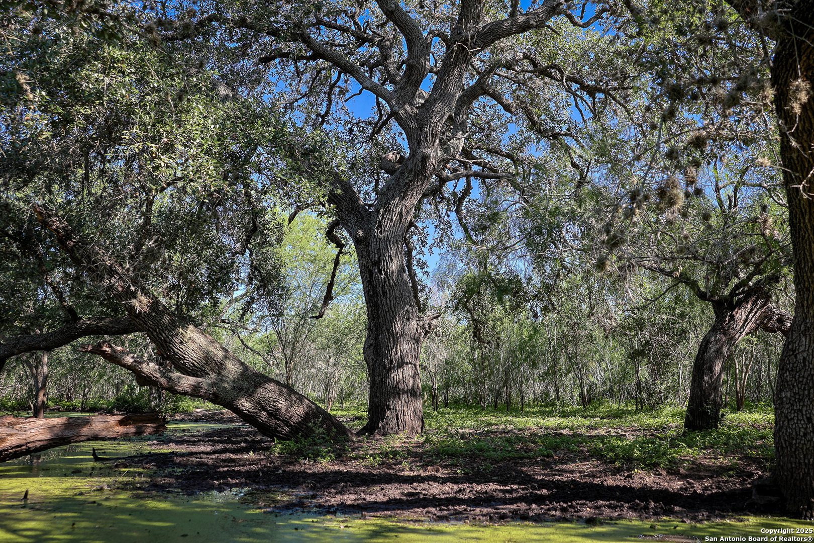 0 County Line Road, Unit 120 Beeville, TX 78102 - Photo 41 of 44 a view of a yard with large trees
