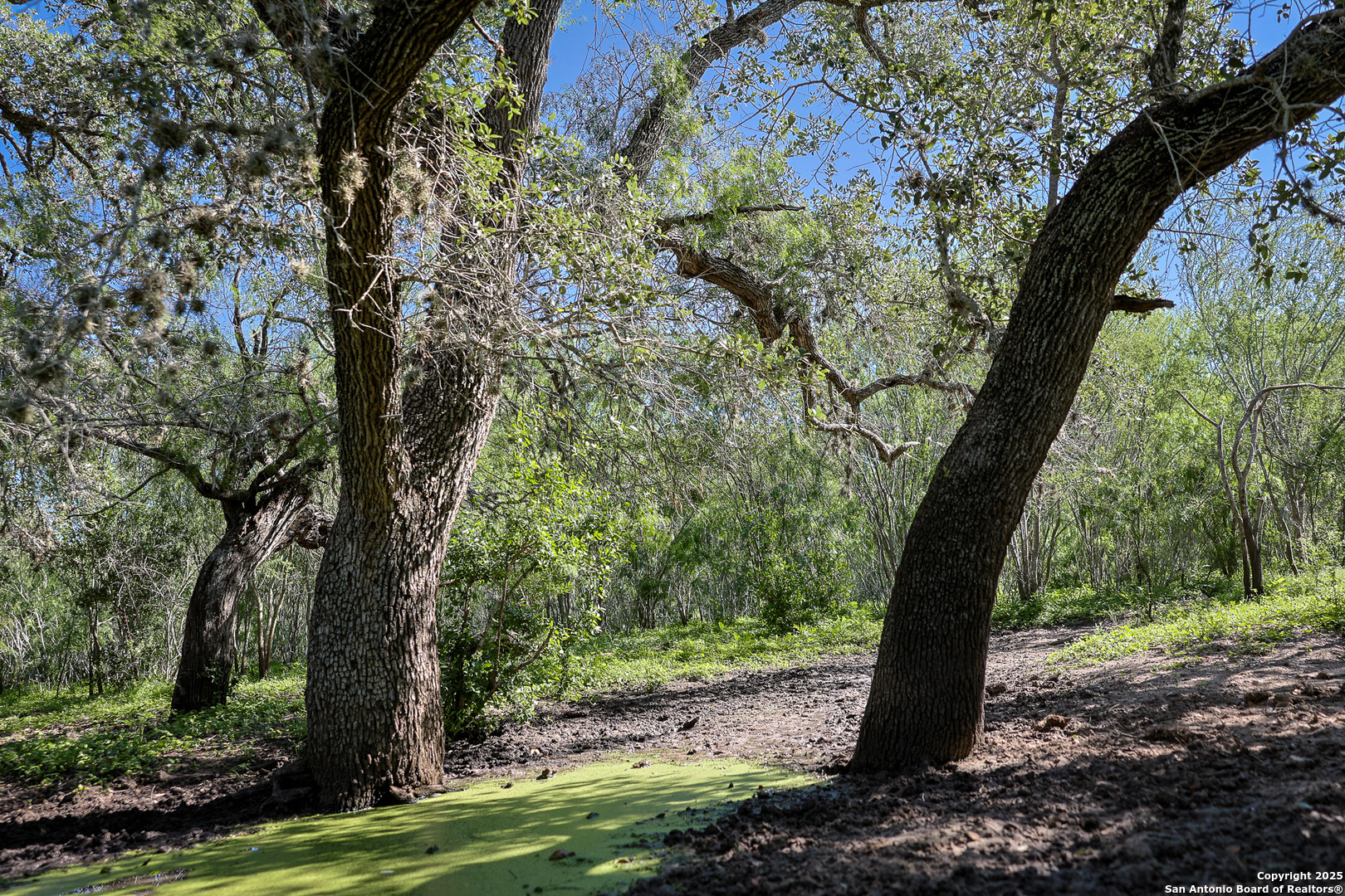 0 County Line Road, Unit 120 Beeville, TX 78102 - Photo 42 of 44 a view of a tree in a yard