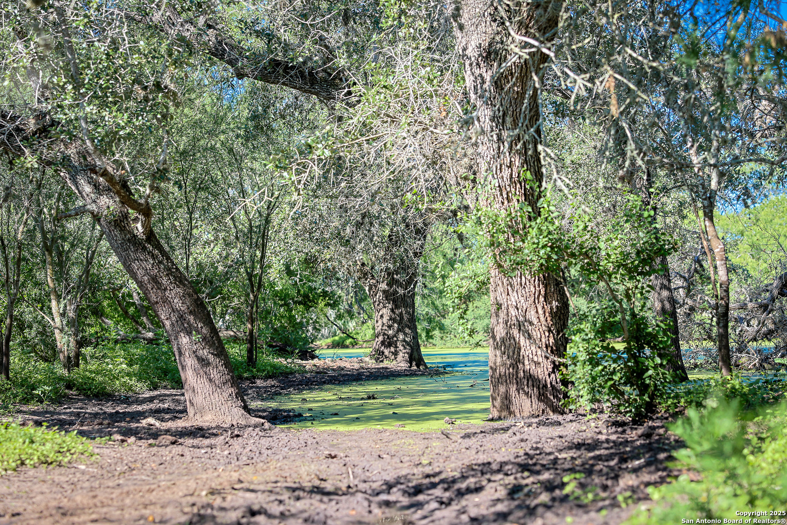 0 County Line Road, Unit 120 Beeville, TX 78102 - Photo 43 of 44 a view of a trees in a yard