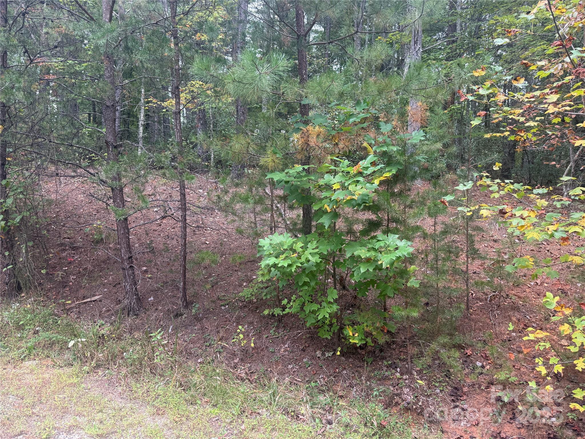 9587 Shortoff View Terrace, Unit 57 Nebo, NC 28761 - Photo 2 of 16 a view of a yard with plants and large trees