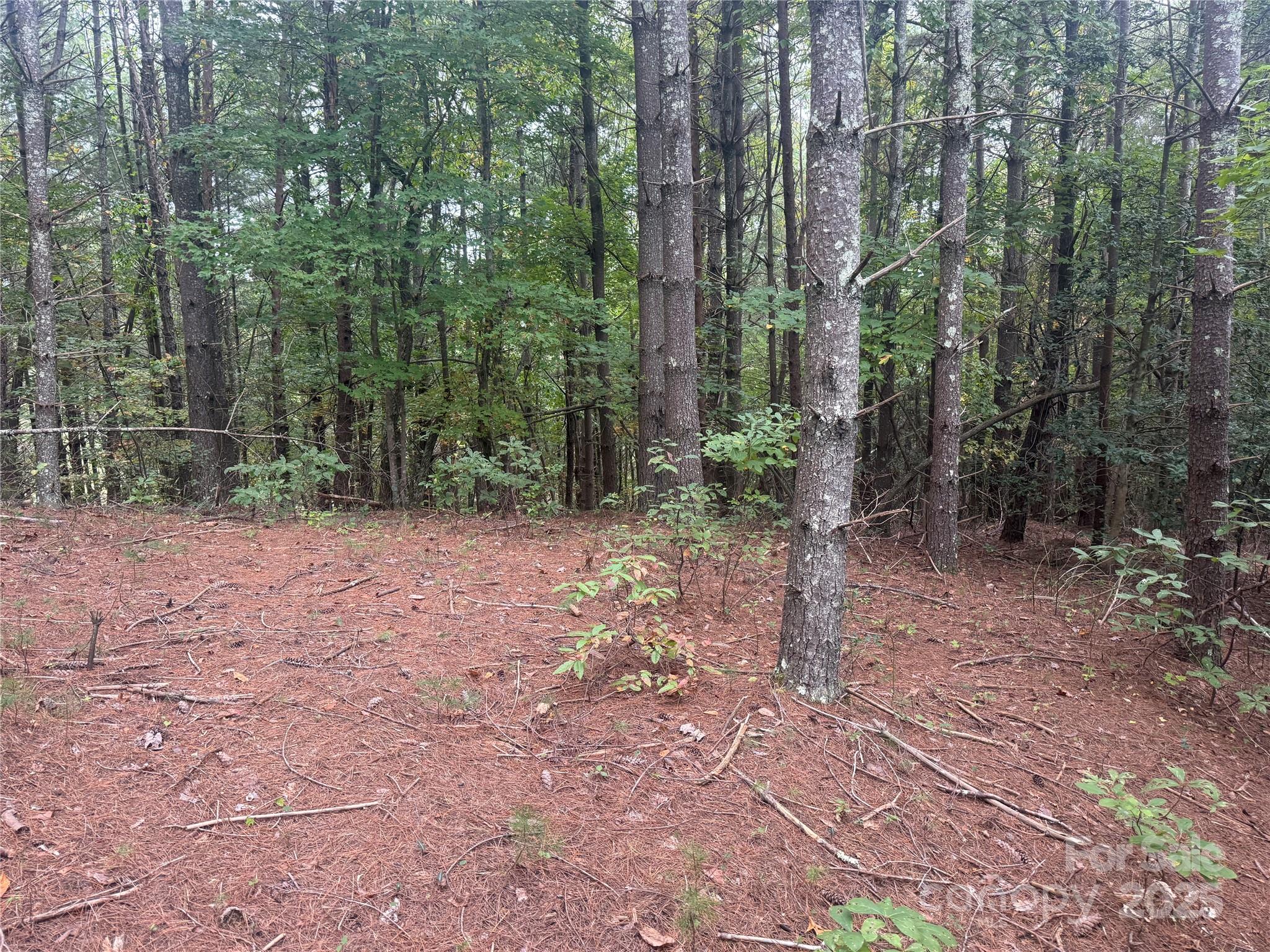 9587 Shortoff View Terrace, Unit 57 Nebo, NC 28761 - Photo 3 of 16 a view of a forest with trees in the background