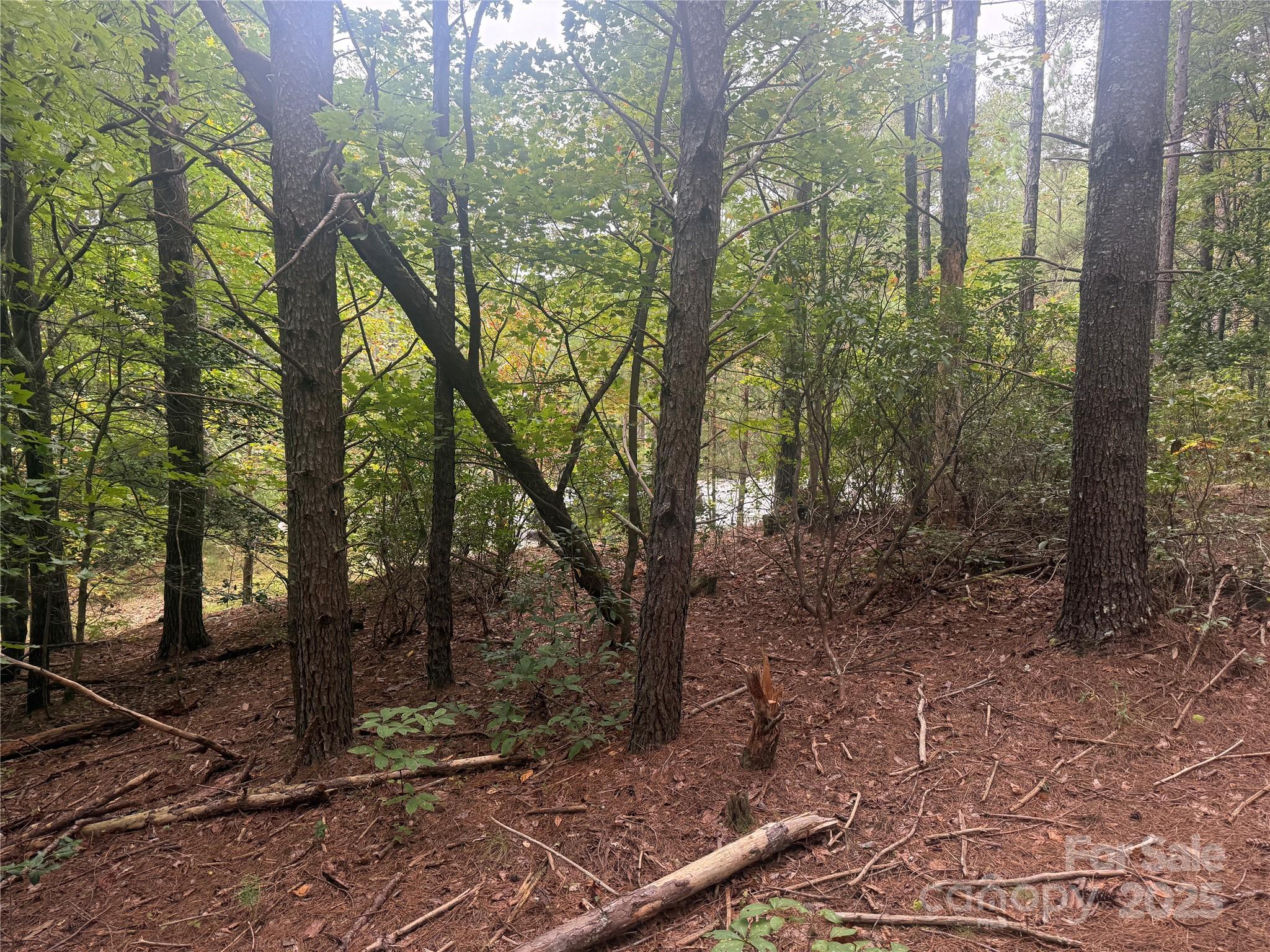 9587 Shortoff View Terrace, Unit 57 Nebo, NC 28761 - Photo 5 of 16 a view of a forest with trees