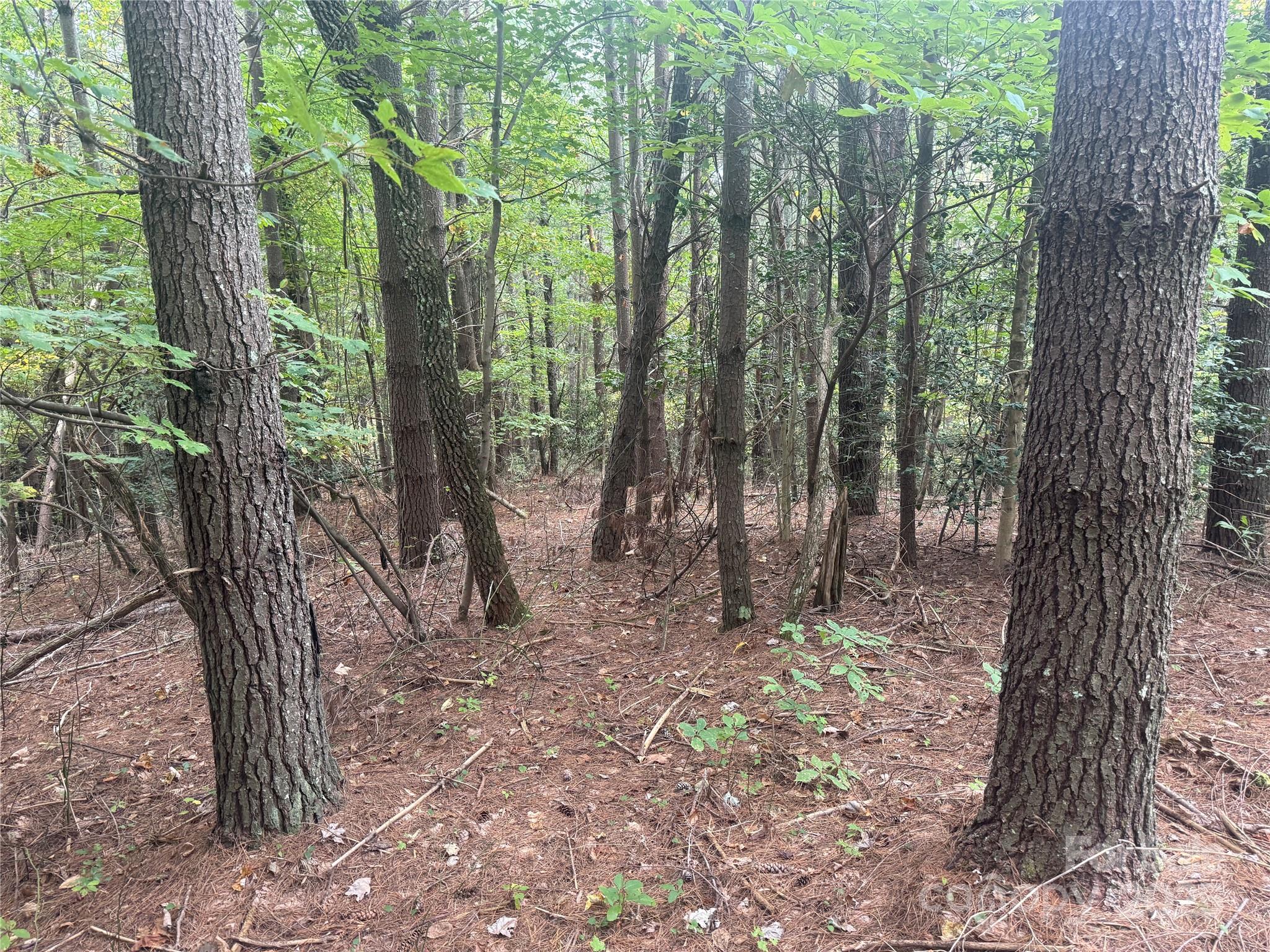 9587 Shortoff View Terrace, Unit 57 Nebo, NC 28761 - Photo 6 of 16 a view of a forest that has large trees
